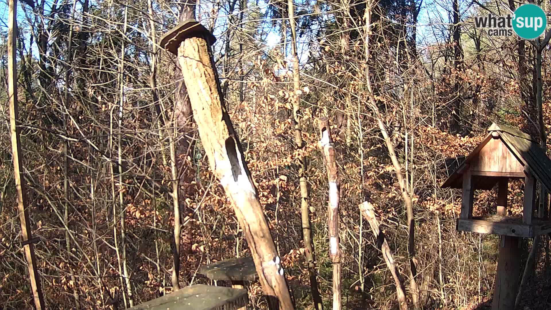 Bird feeders at ZOO Ljubljana webcam