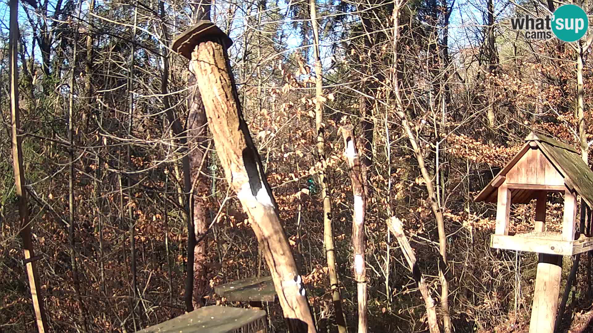 Mangeoires pour oiseaux au ZOO live webcam Ljubljana