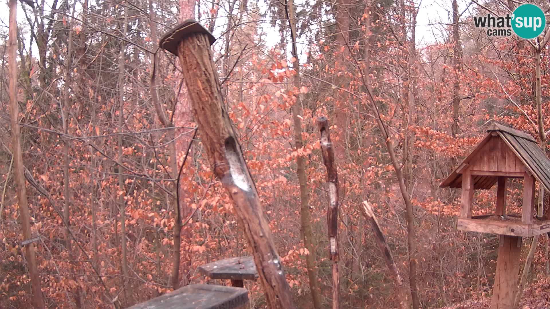 Bird feeders at ZOO Ljubljana webcam