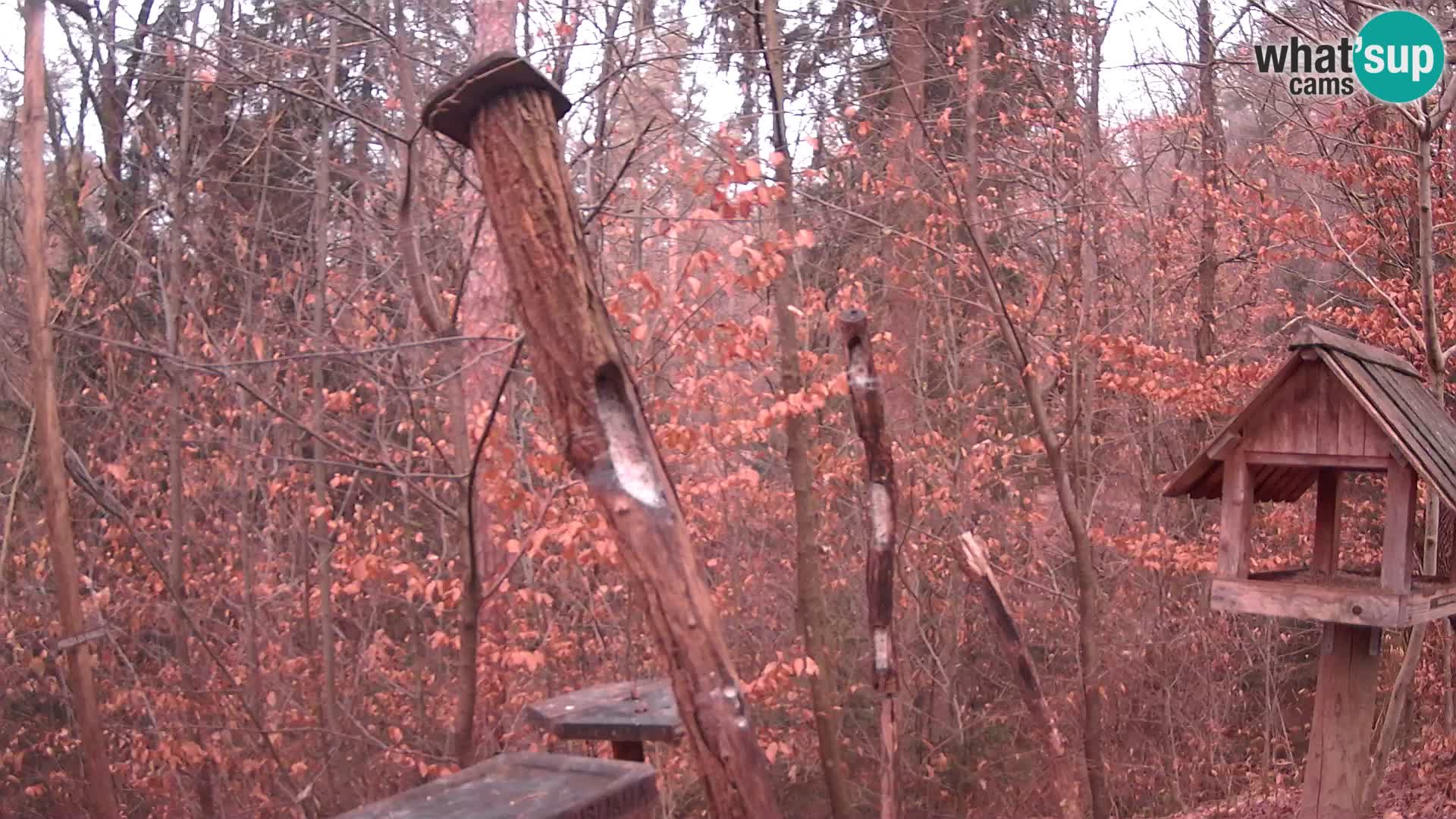 Mangeoires pour oiseaux au ZOO live webcam Ljubljana