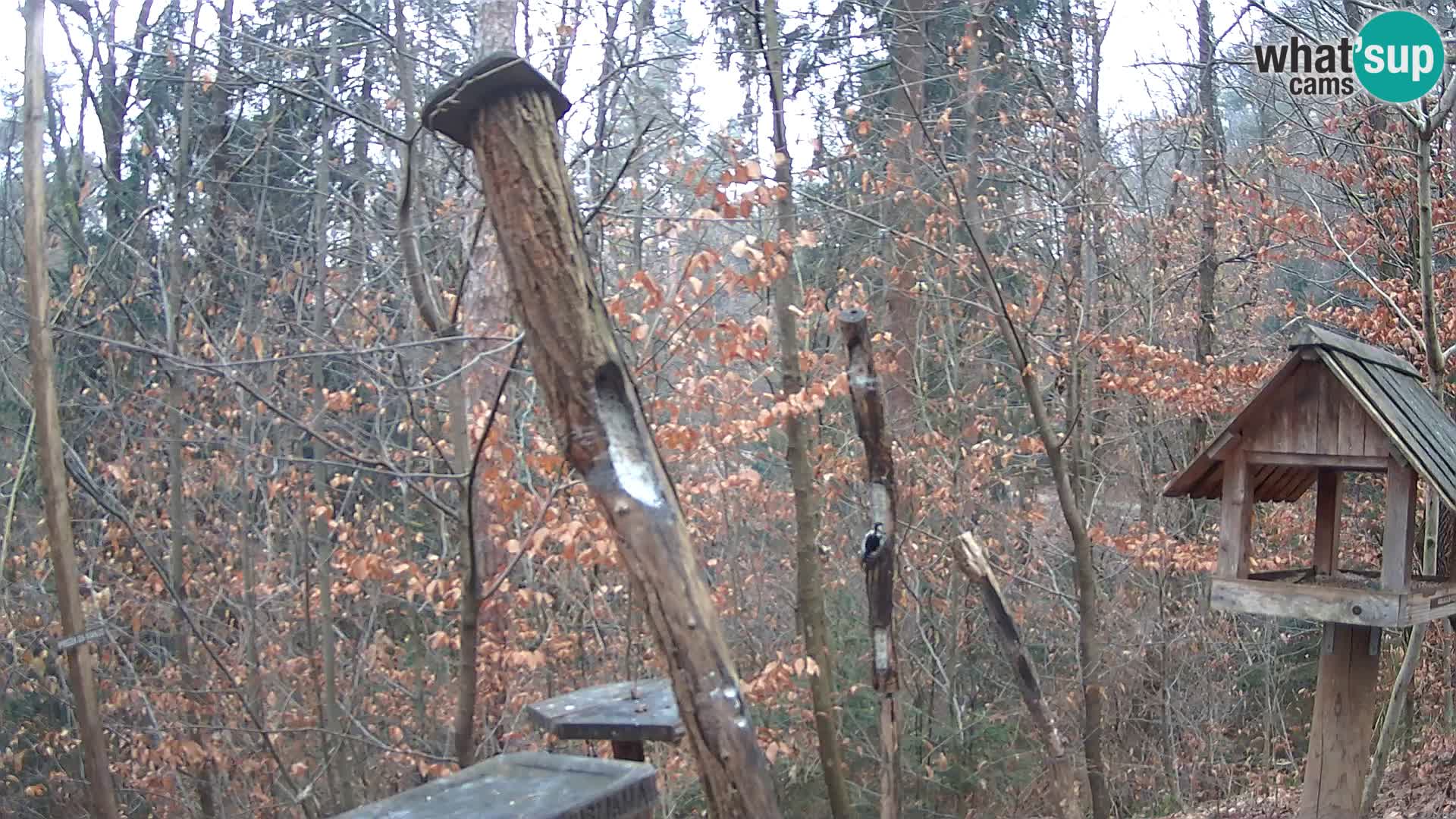 Bird feeders at ZOO Ljubljana webcam