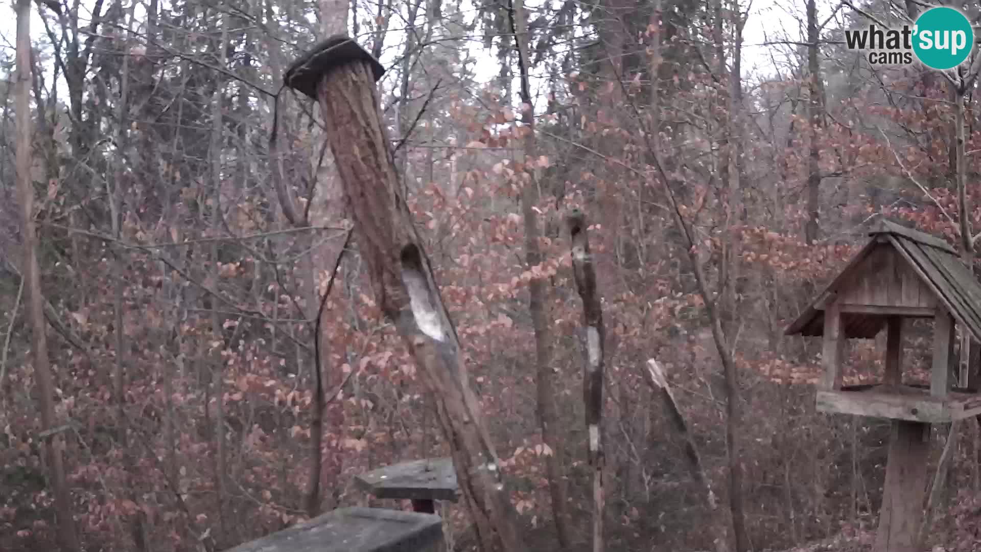 Bird feeders at ZOO Ljubljana webcam