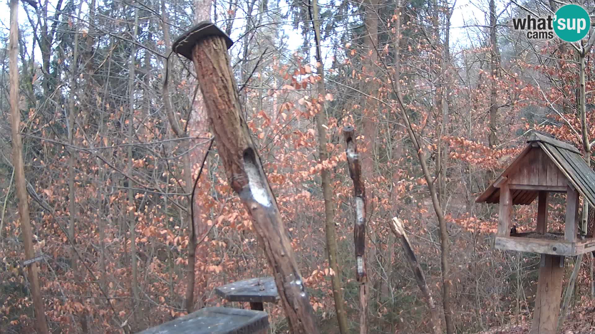 Mangeoires pour oiseaux au ZOO live webcam Ljubljana