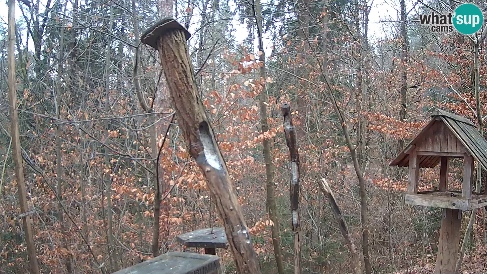 Vogelfutterhäuschen im ZOO webcam Ljubljana