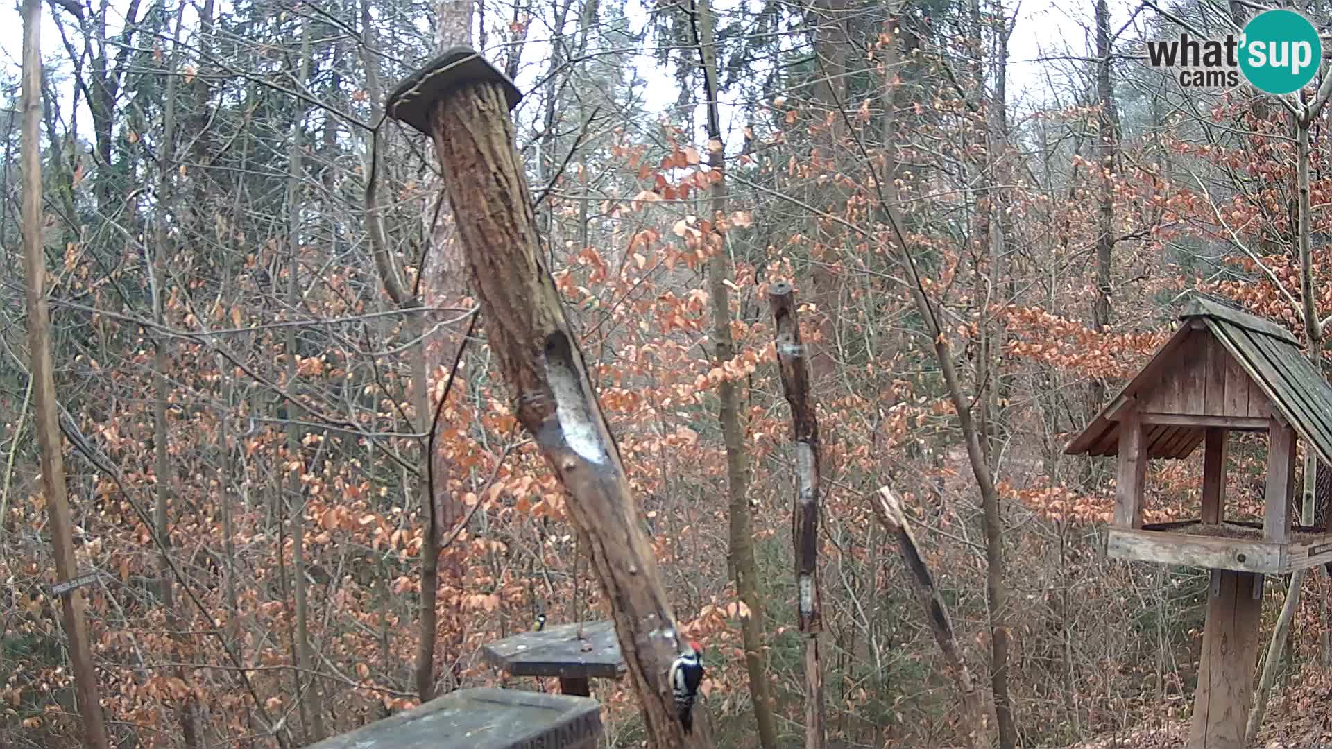 Mangeoires pour oiseaux au ZOO live webcam Ljubljana