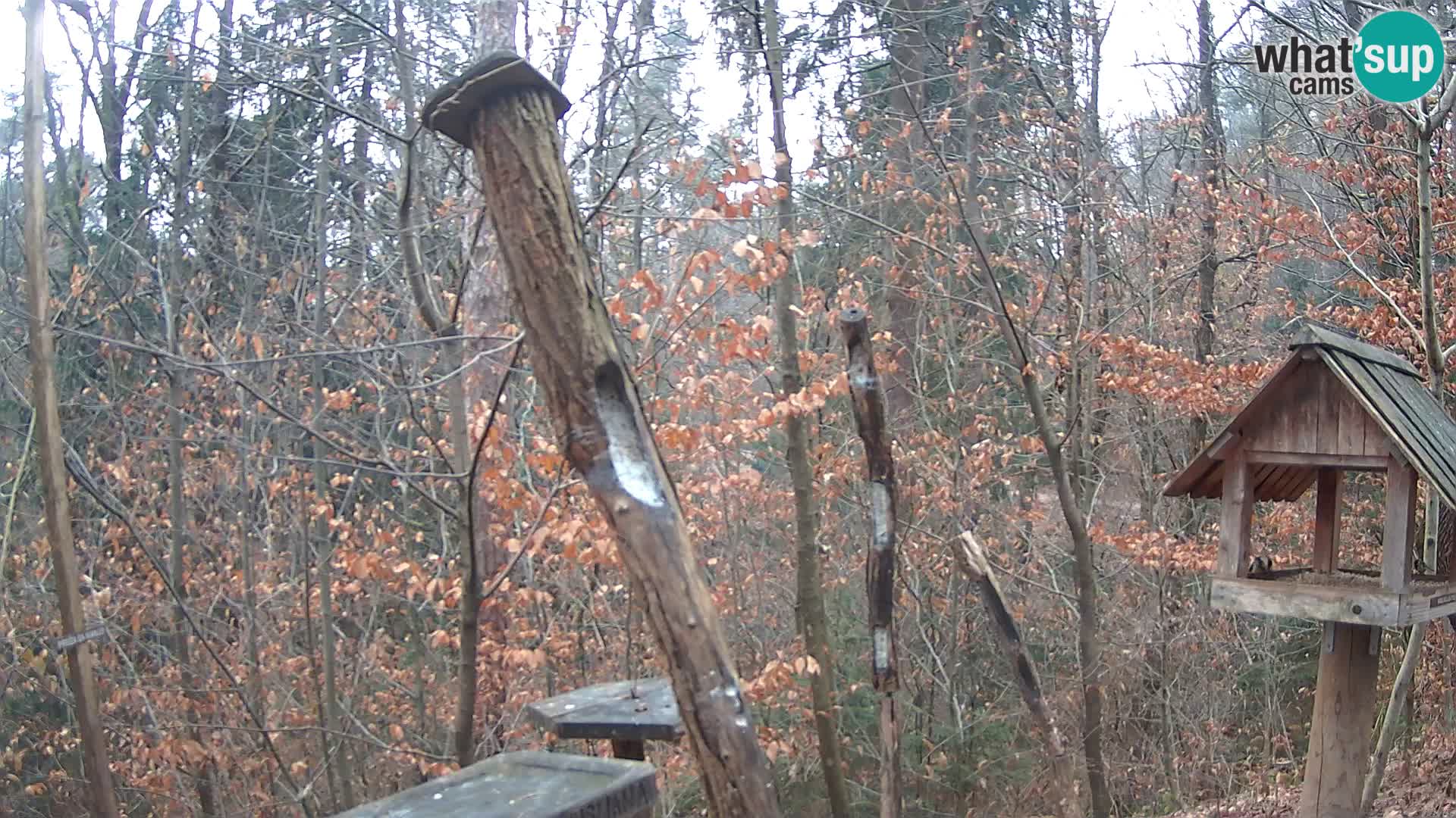 Mangeoires pour oiseaux au ZOO live webcam Ljubljana