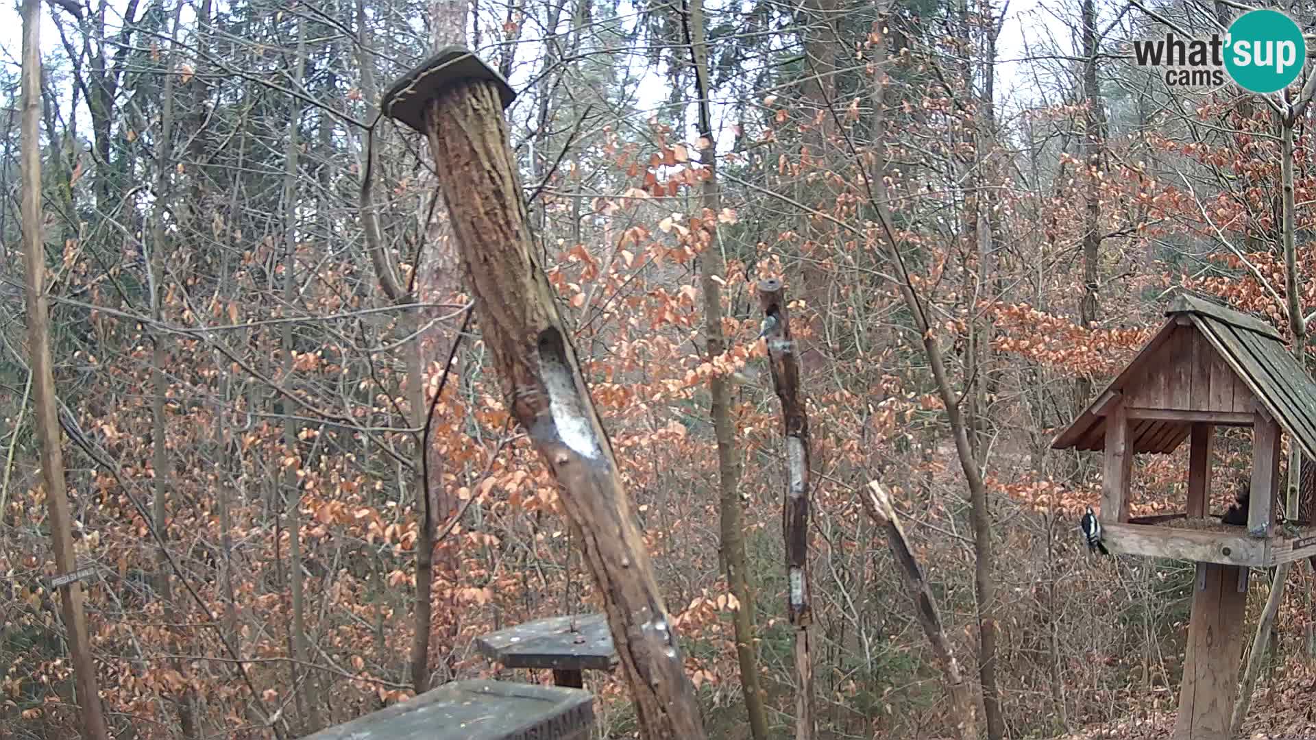 Hranilice za ptice u ZOO web kamera Ljubljana