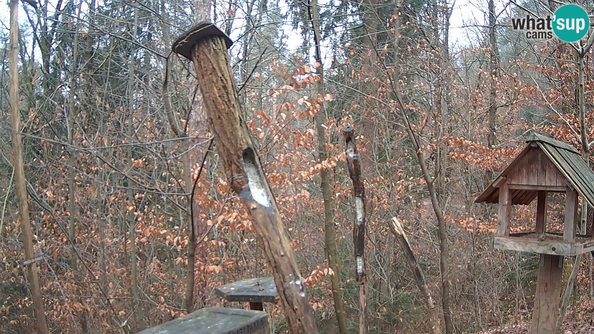 Mangeoires pour oiseaux au ZOO live webcam Ljubljana