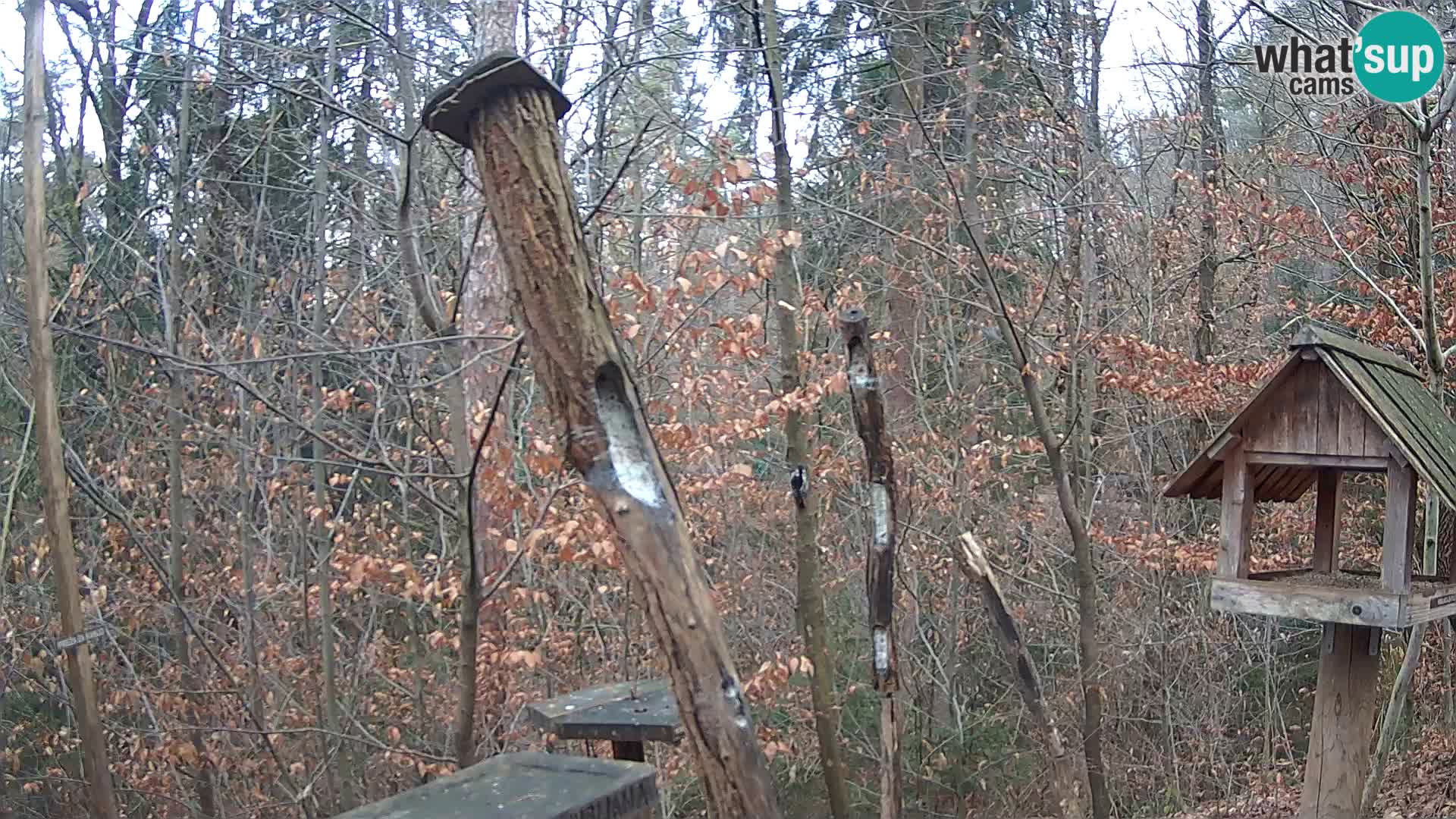 Krmilnice za ptiče v ZOO Ljubljana spletna kamera