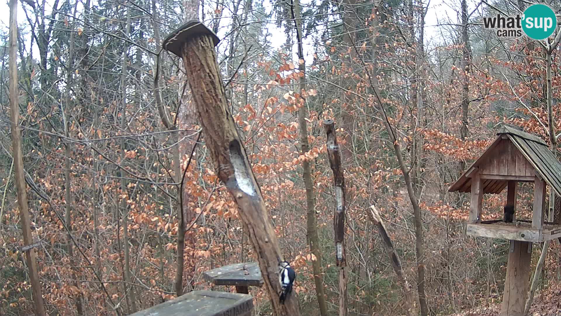 Vogelfutterhäuschen im ZOO webcam Ljubljana