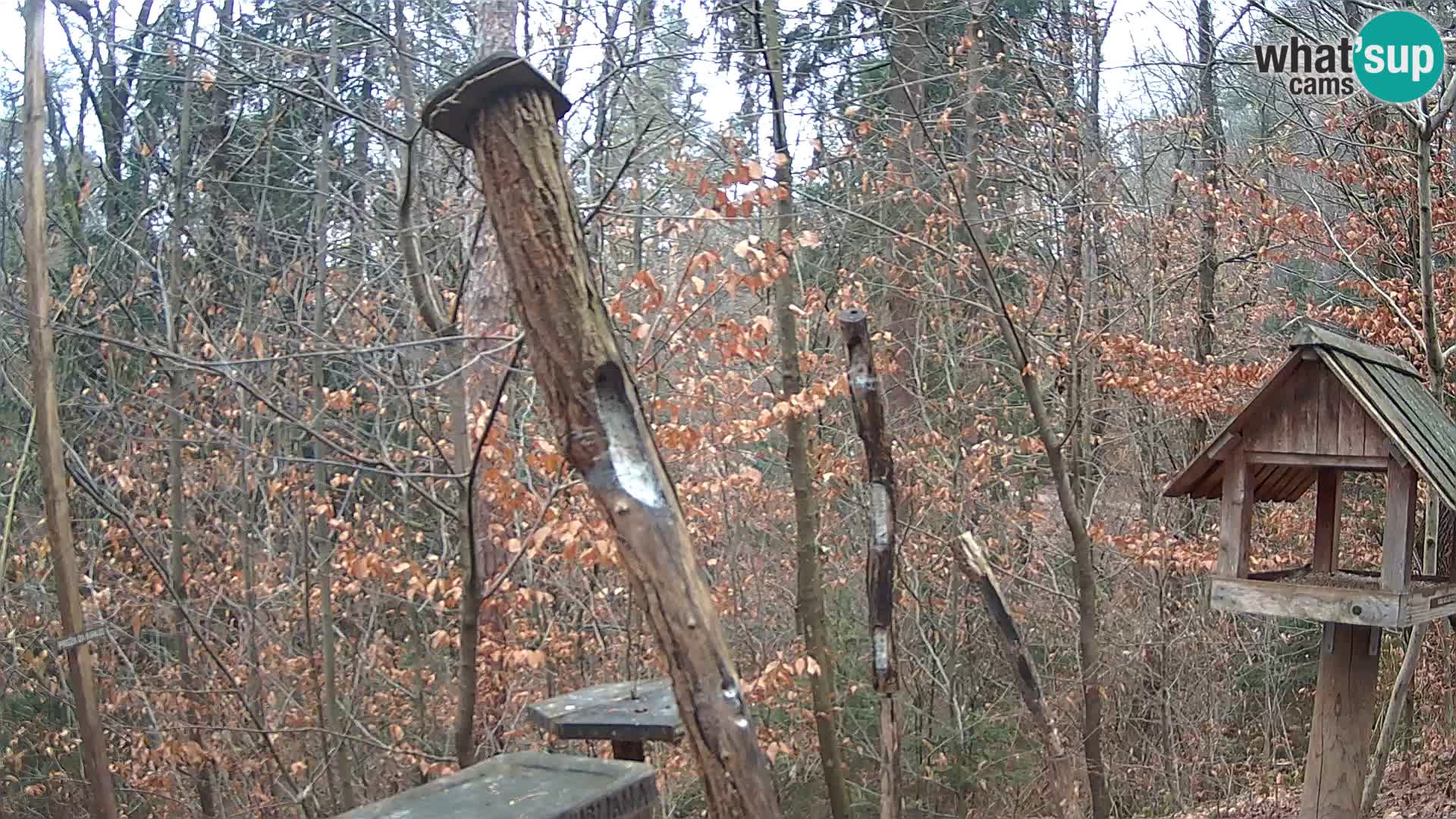 Vogelfutterhäuschen im ZOO webcam Ljubljana