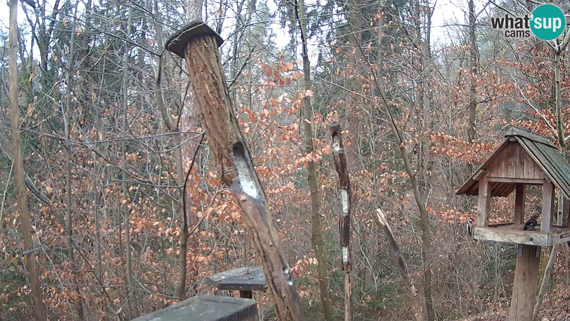 Vogelfutterhäuschen im ZOO webcam Ljubljana