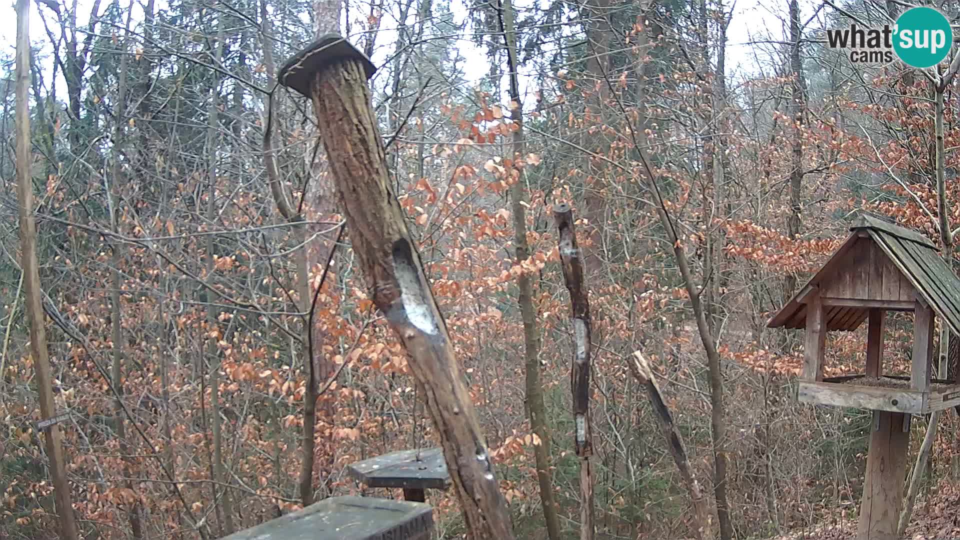 Bird feeders at ZOO Ljubljana webcam