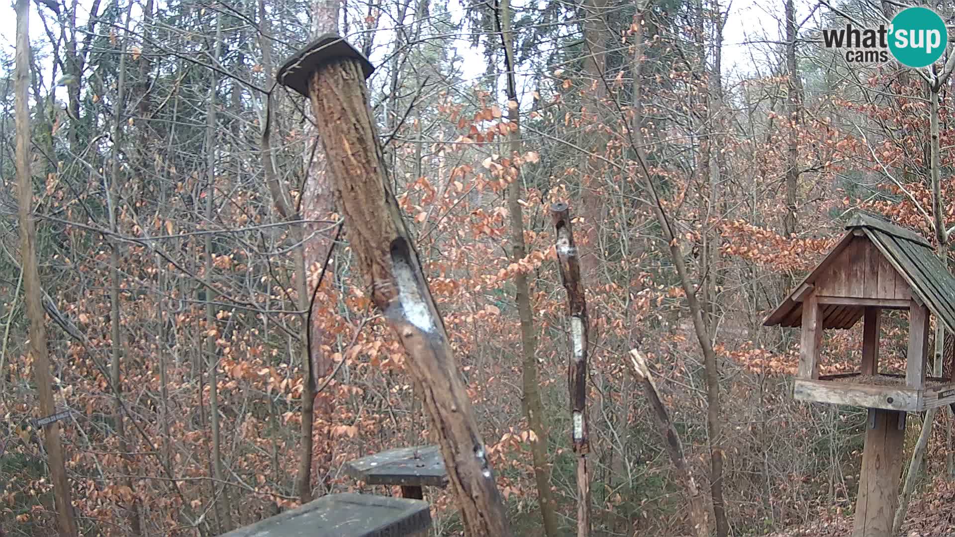 Vogelfutterhäuschen im ZOO webcam Ljubljana