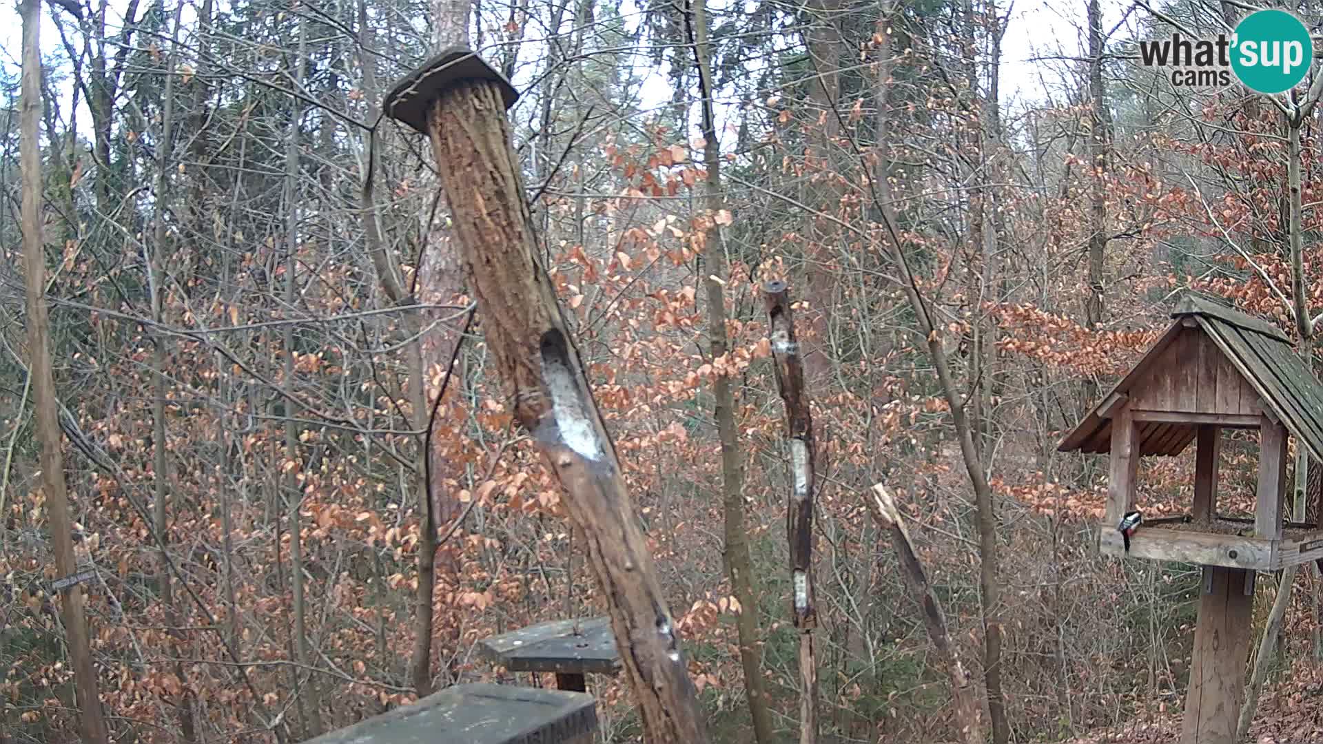 Vogelfutterhäuschen im ZOO webcam Ljubljana