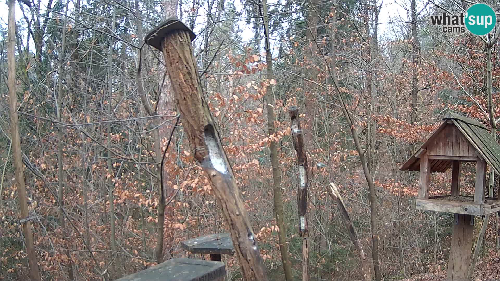 Vogelfutterhäuschen im ZOO webcam Ljubljana