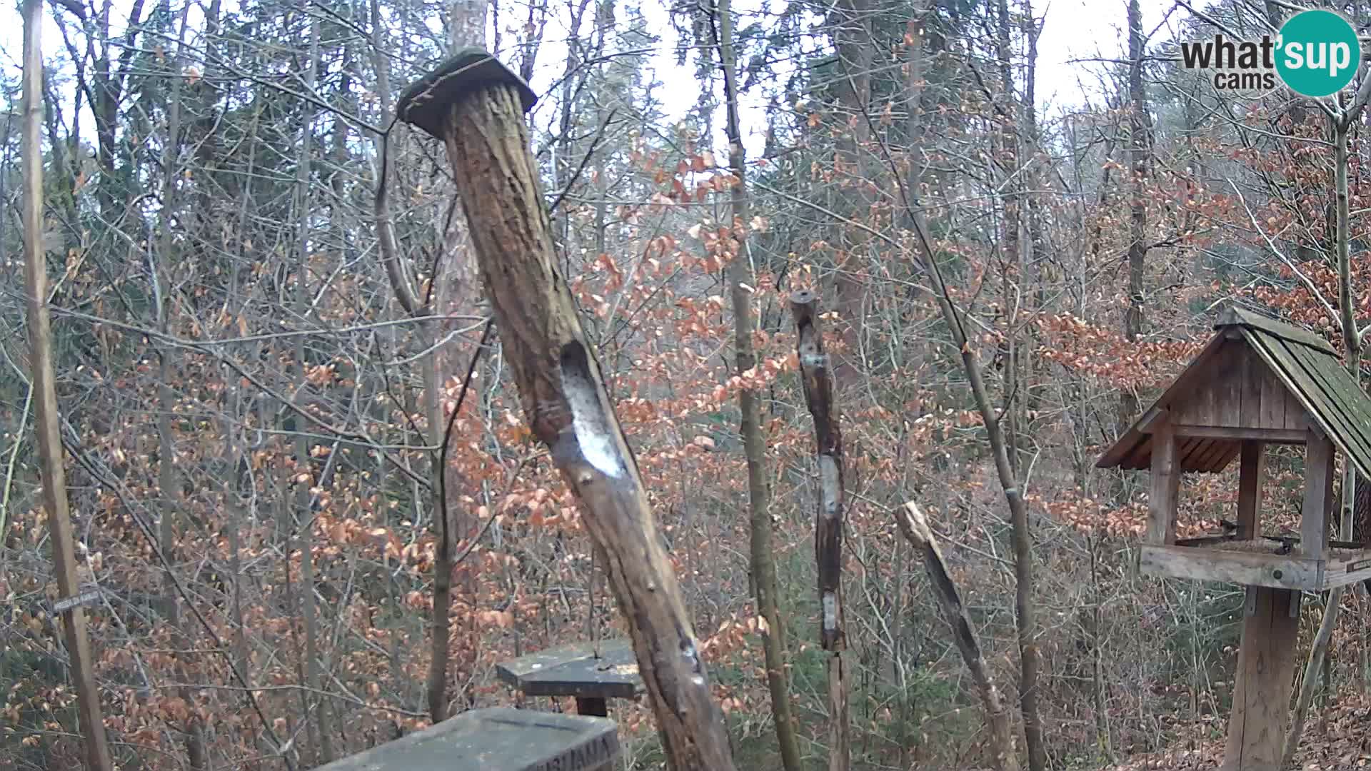 Vogelfutterhäuschen im ZOO webcam Ljubljana