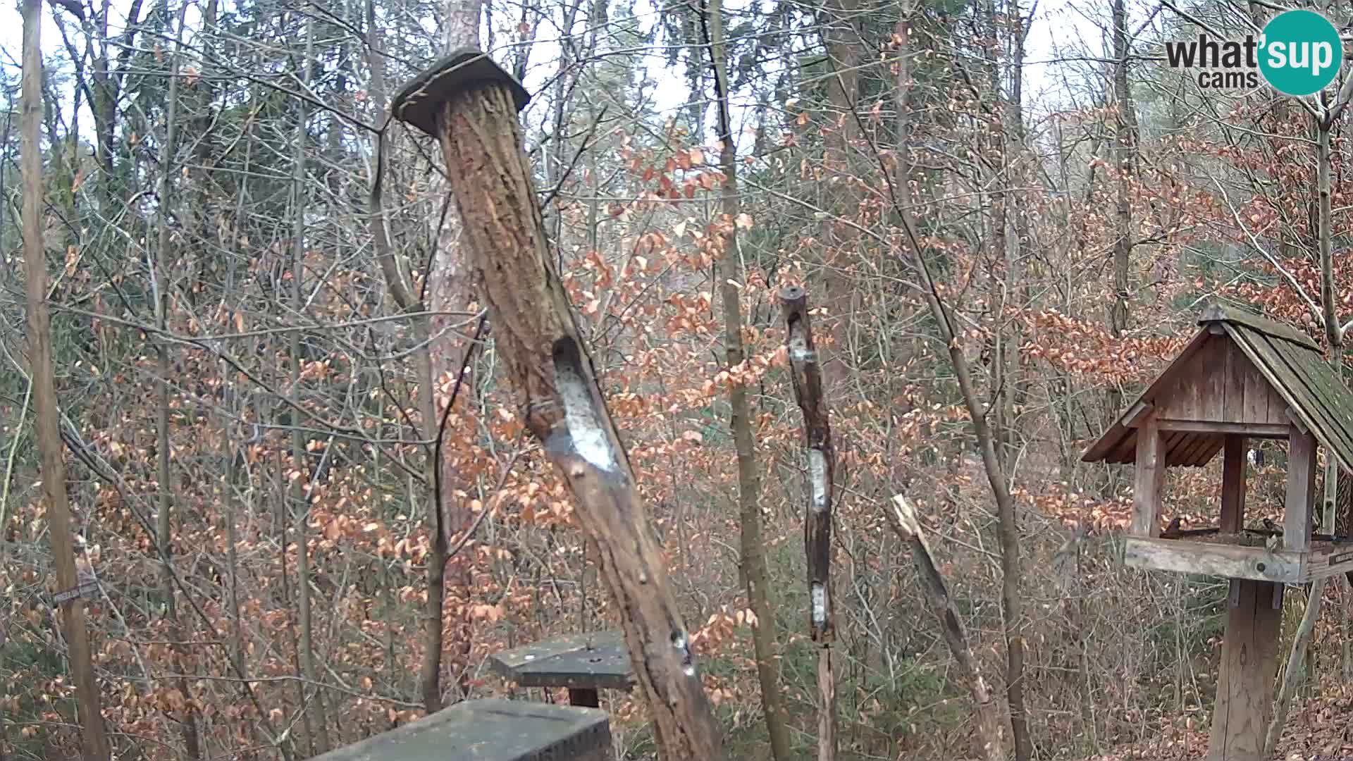 Bird feeders at ZOO Ljubljana webcam