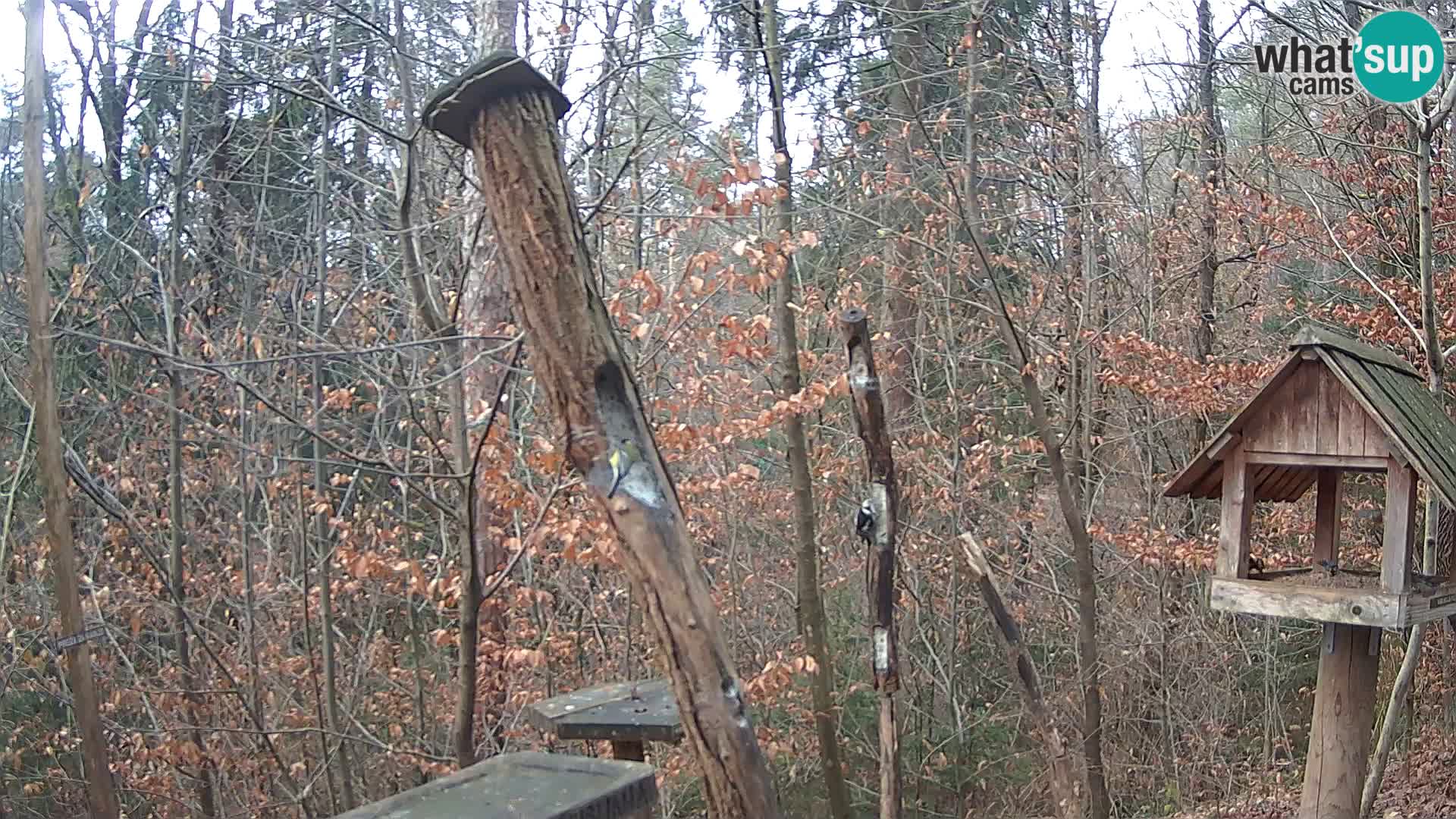 Vogelfutterhäuschen im ZOO webcam Ljubljana