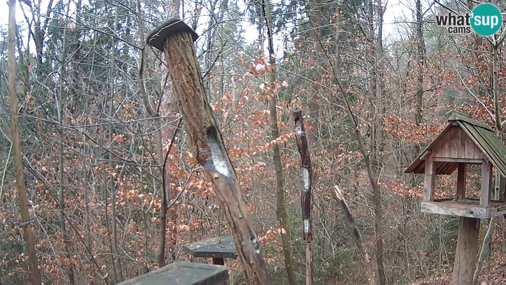 Vogelfutterhäuschen im ZOO webcam Ljubljana