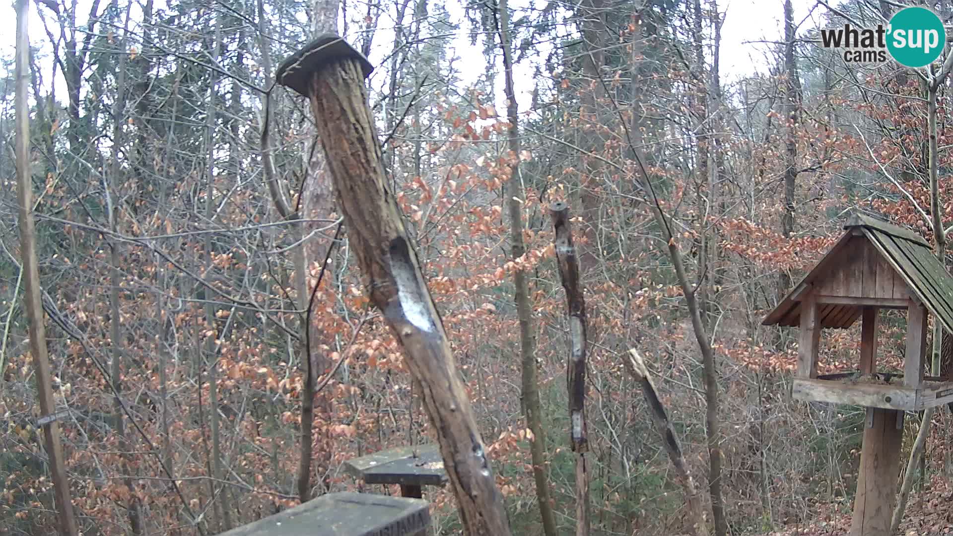 Bird feeders at ZOO Ljubljana webcam