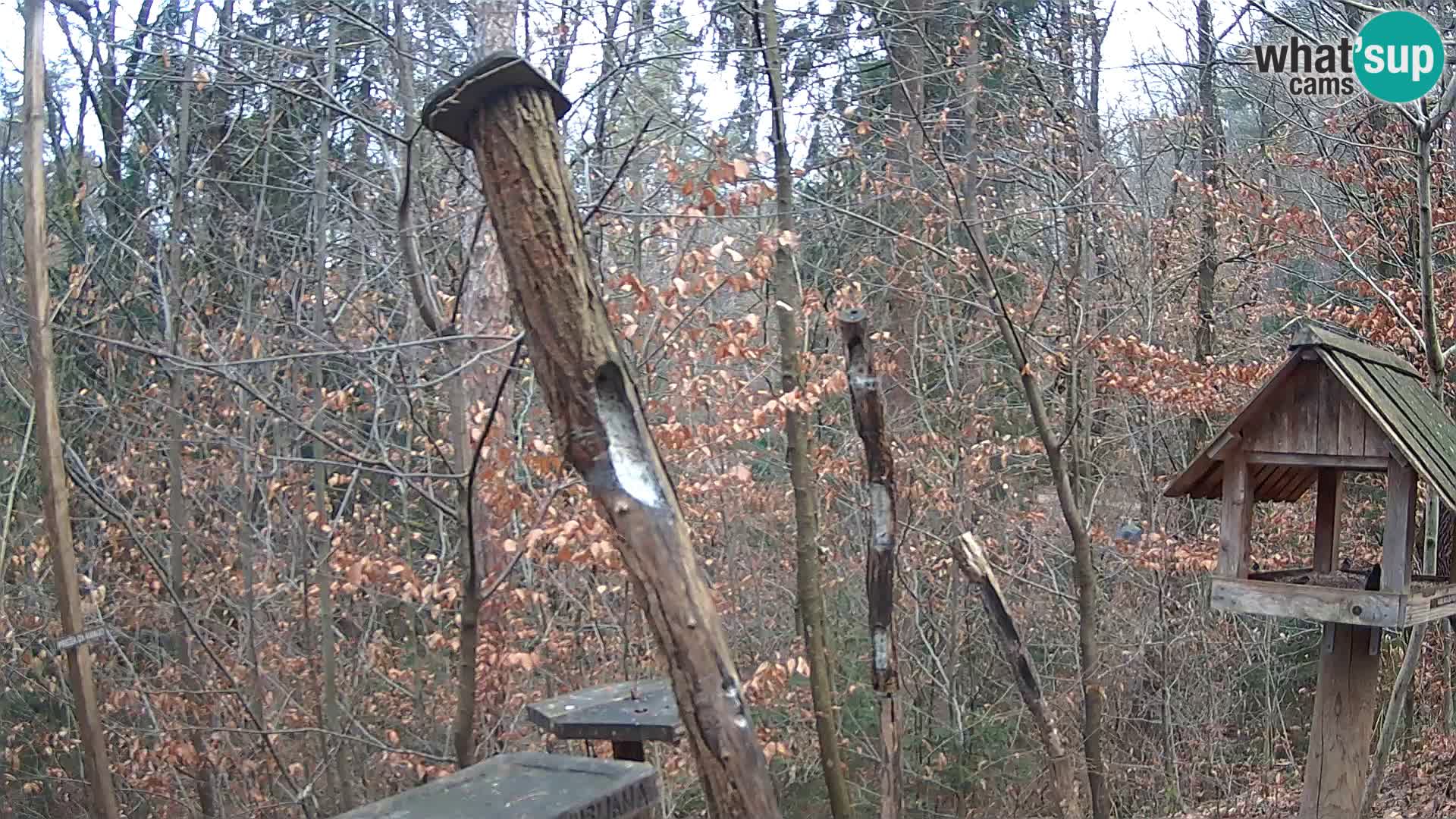 Mangiatoie per uccelli allo ZOO di Lubiana livecam