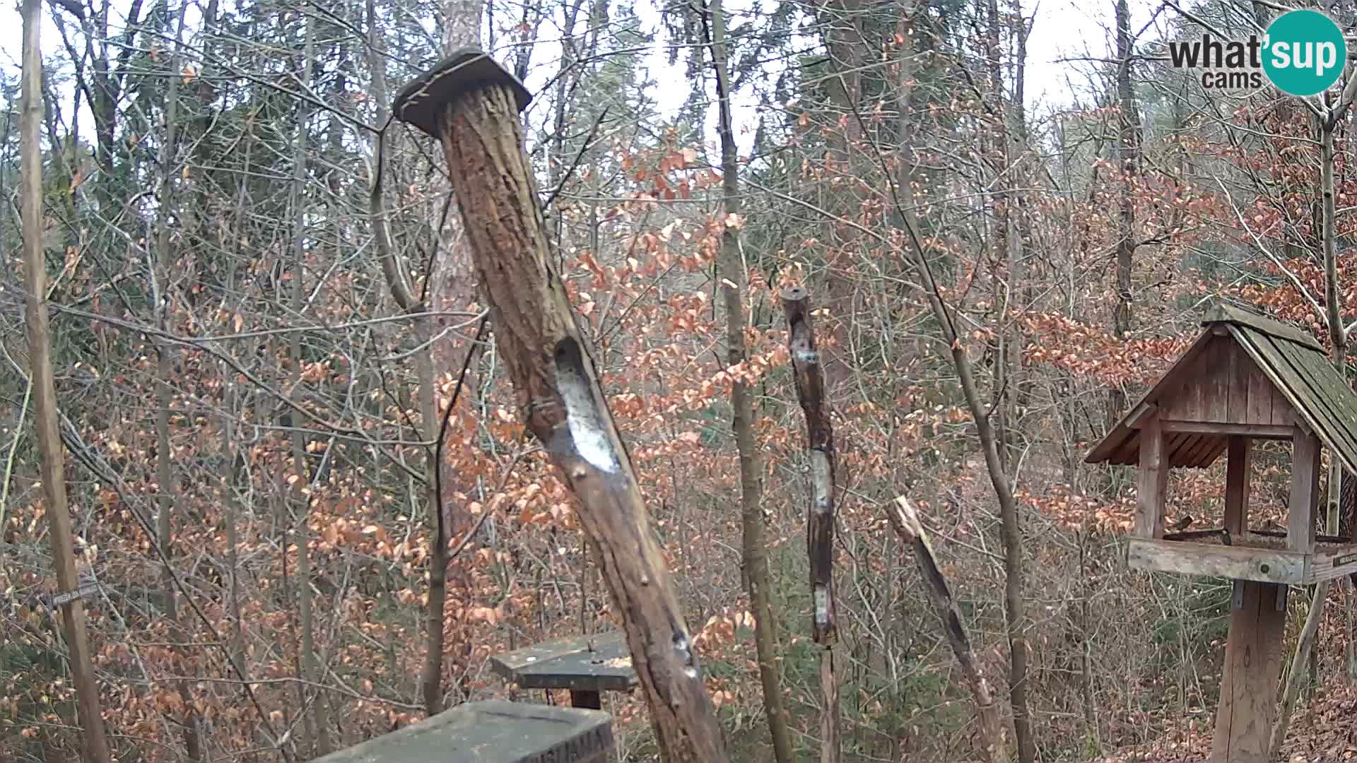 Vogelfutterhäuschen im ZOO webcam Ljubljana