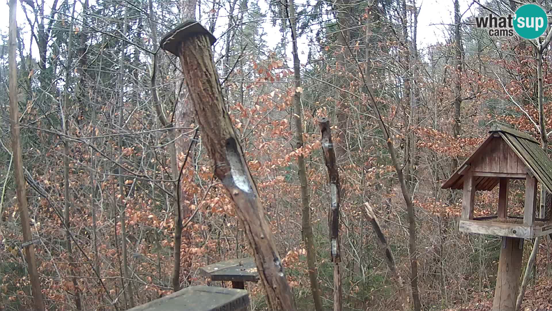 Comederos para pájaros en ZOO Ljubljana camera en vivo