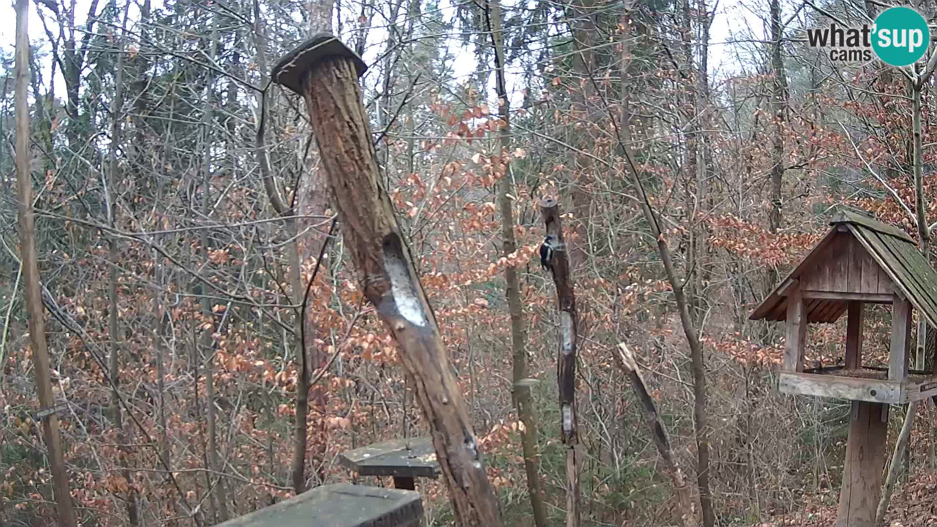 Comederos para pájaros en ZOO Ljubljana camera en vivo