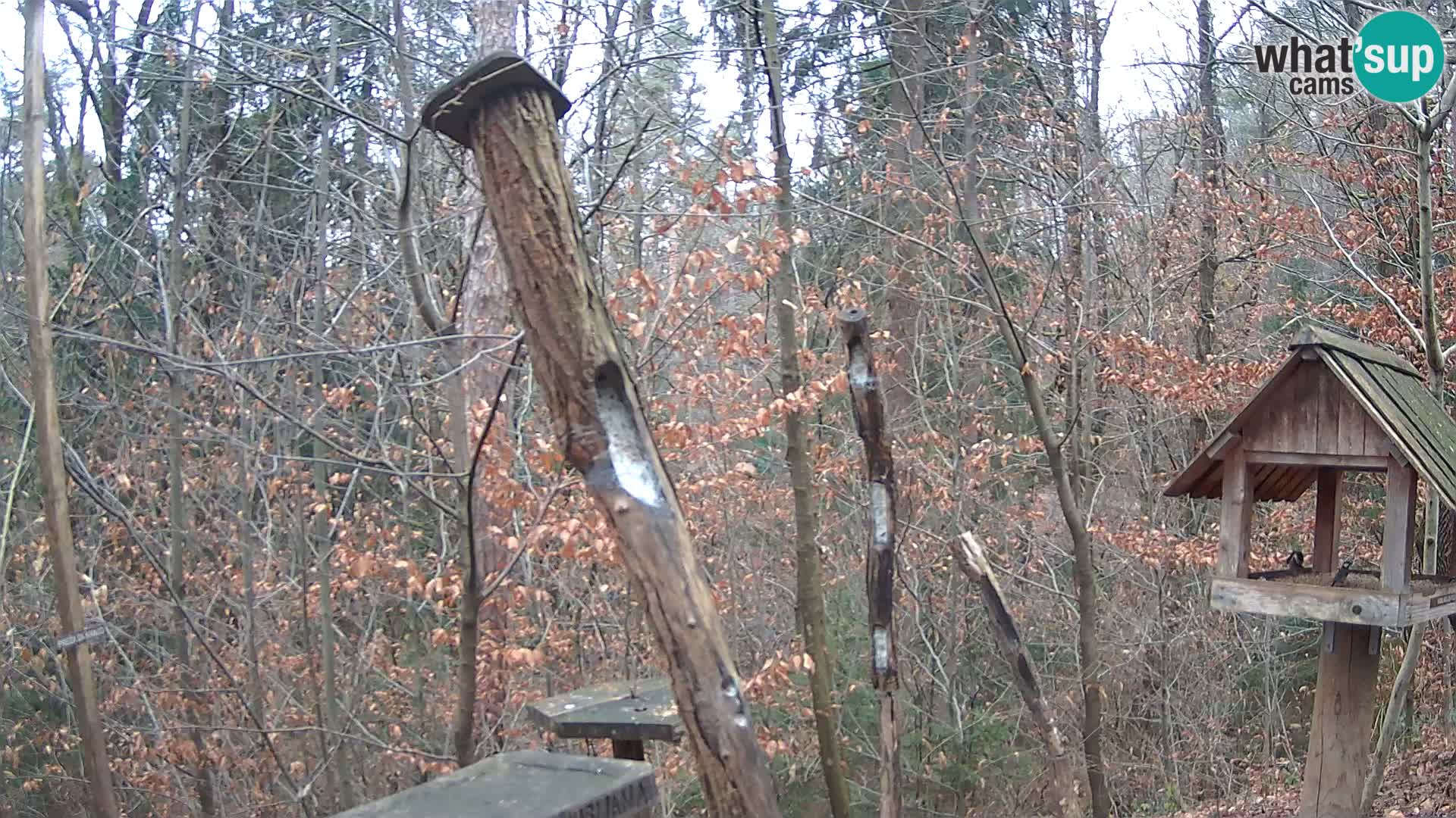 Vogelfutterhäuschen im ZOO webcam Ljubljana