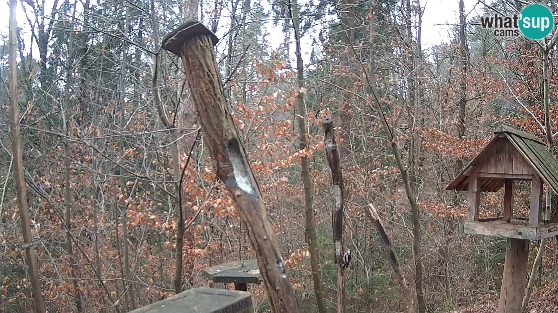 Bird feeders at ZOO Ljubljana webcam