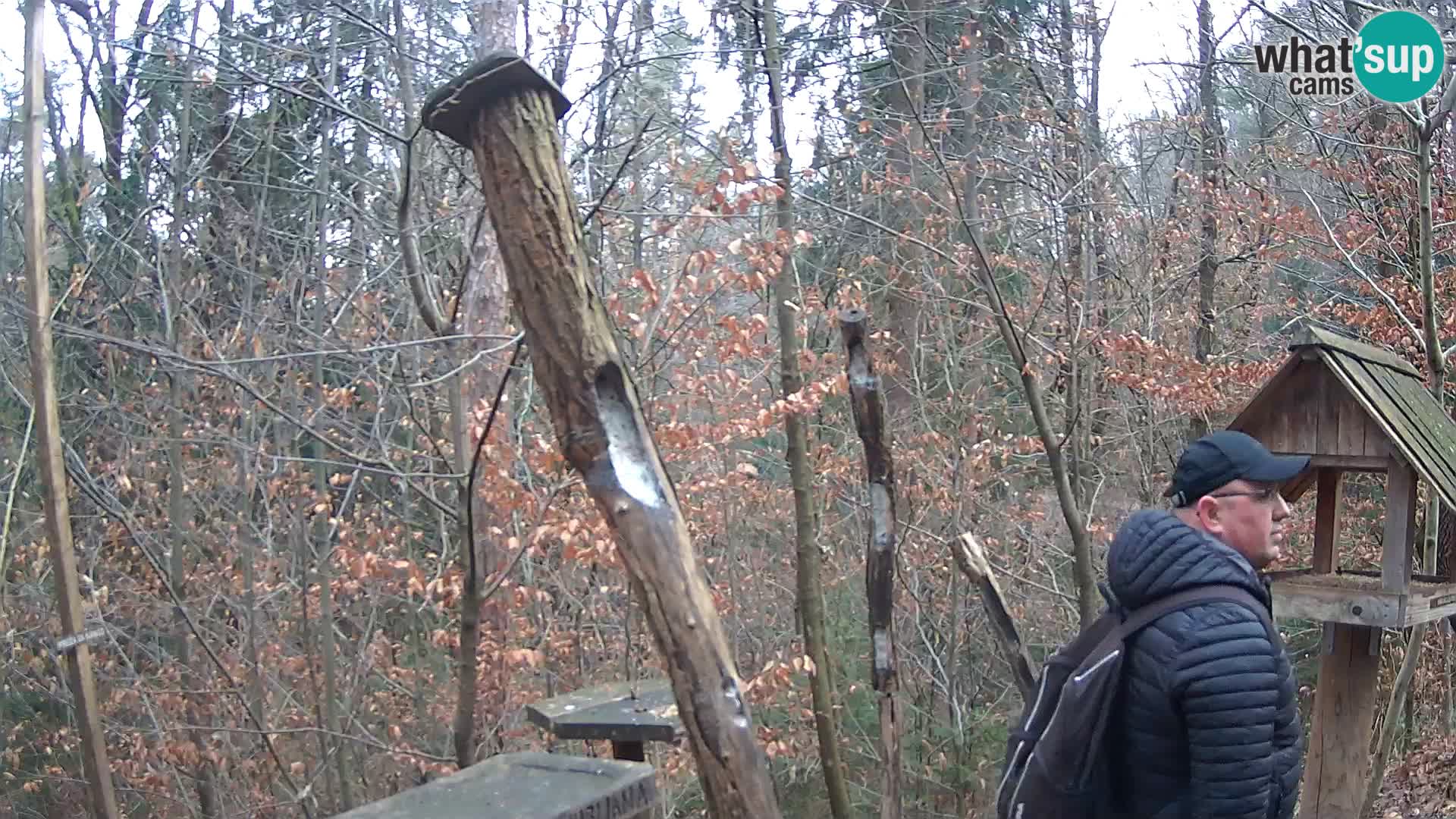 Comederos para pájaros en ZOO Ljubljana camera en vivo