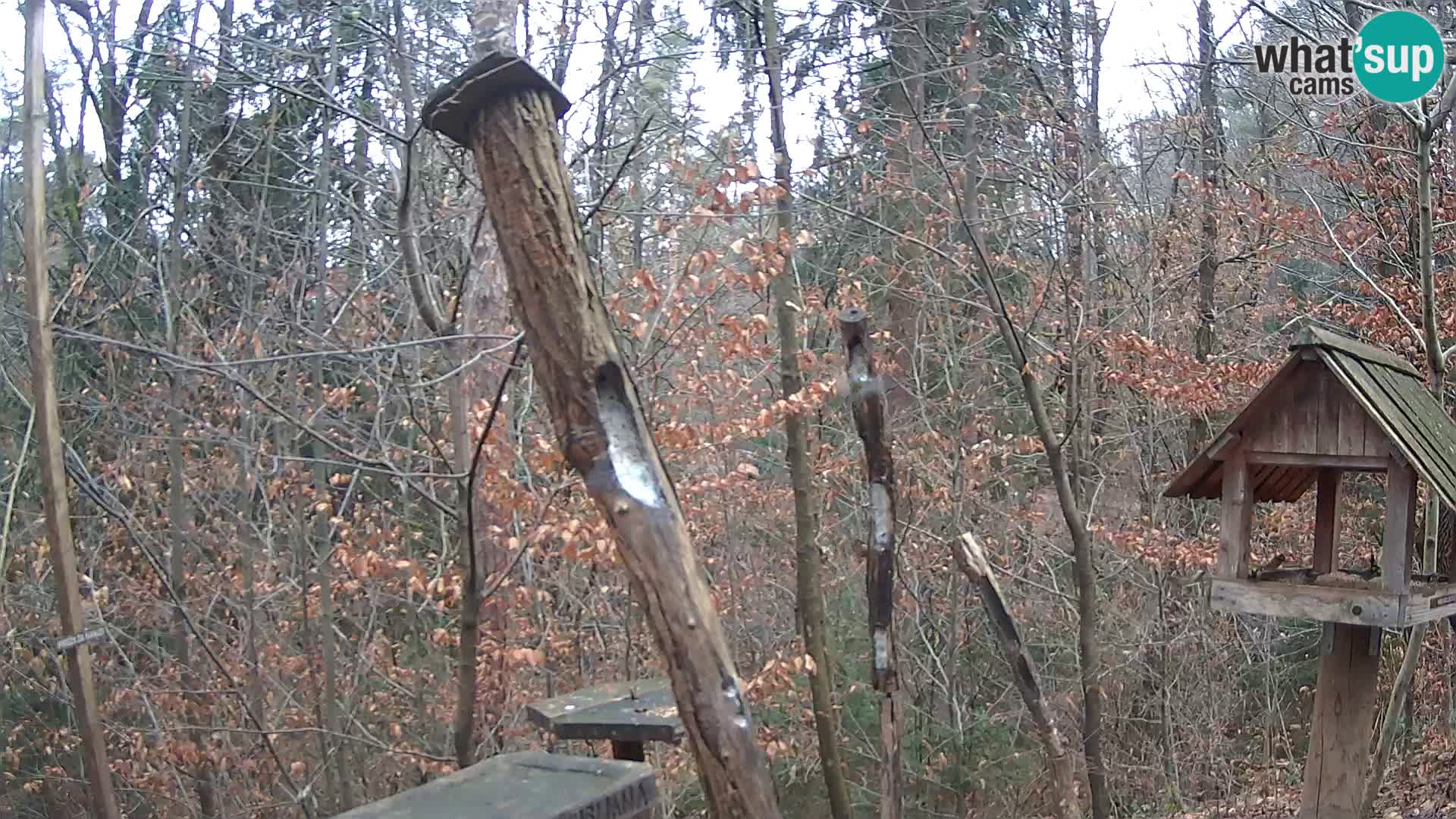 Vogelfutterhäuschen im ZOO webcam Ljubljana