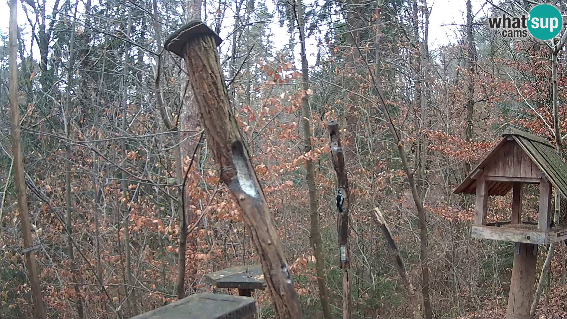 Mangeoires pour oiseaux au ZOO live webcam Ljubljana