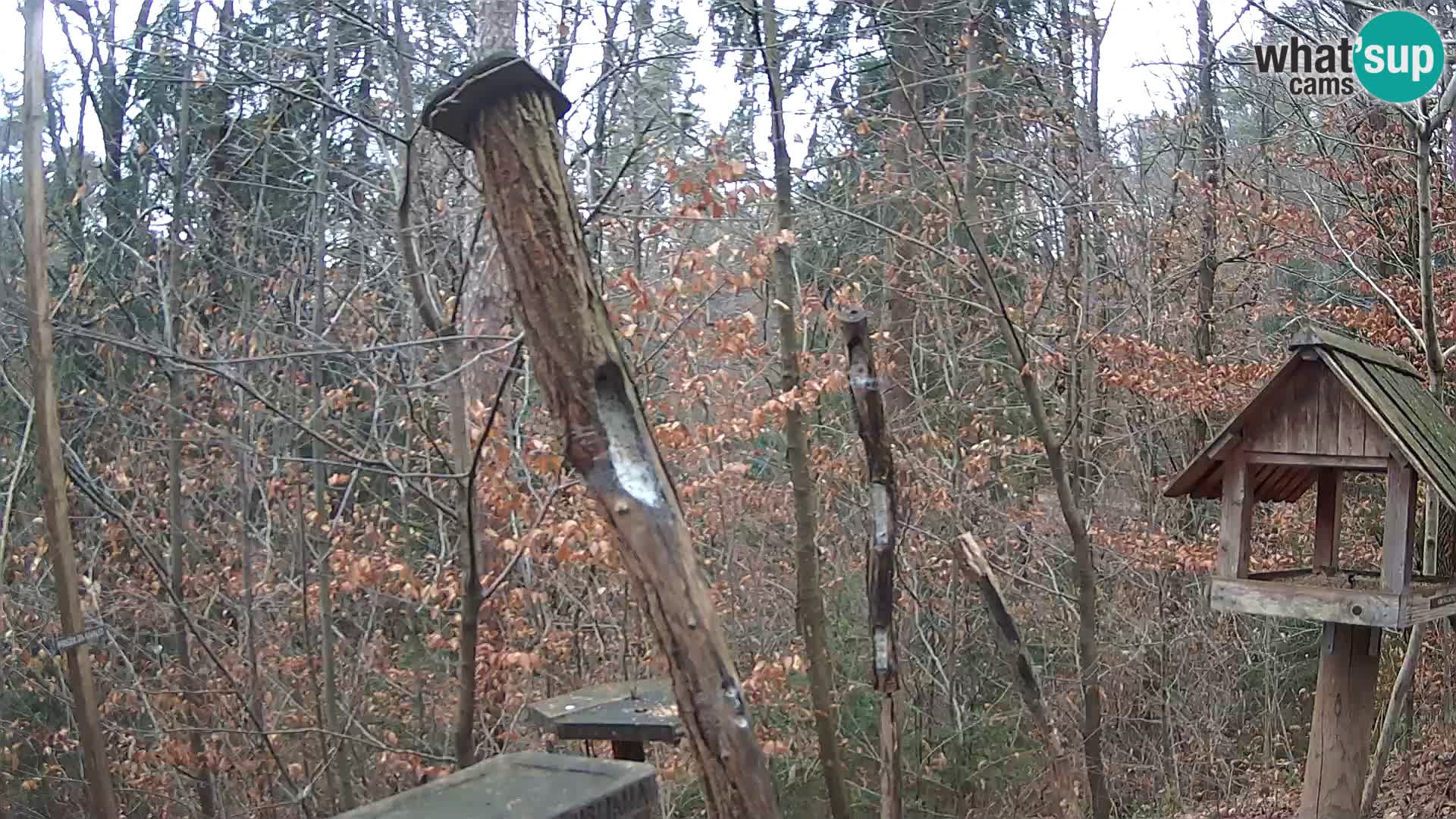 Vogelfutterhäuschen im ZOO webcam Ljubljana