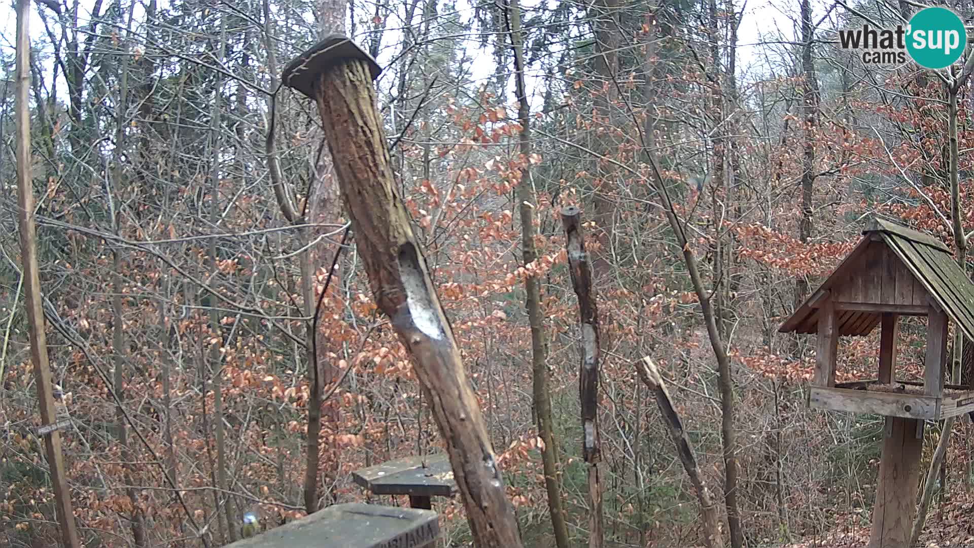 Krmilnice za ptiče v ZOO Ljubljana spletna kamera