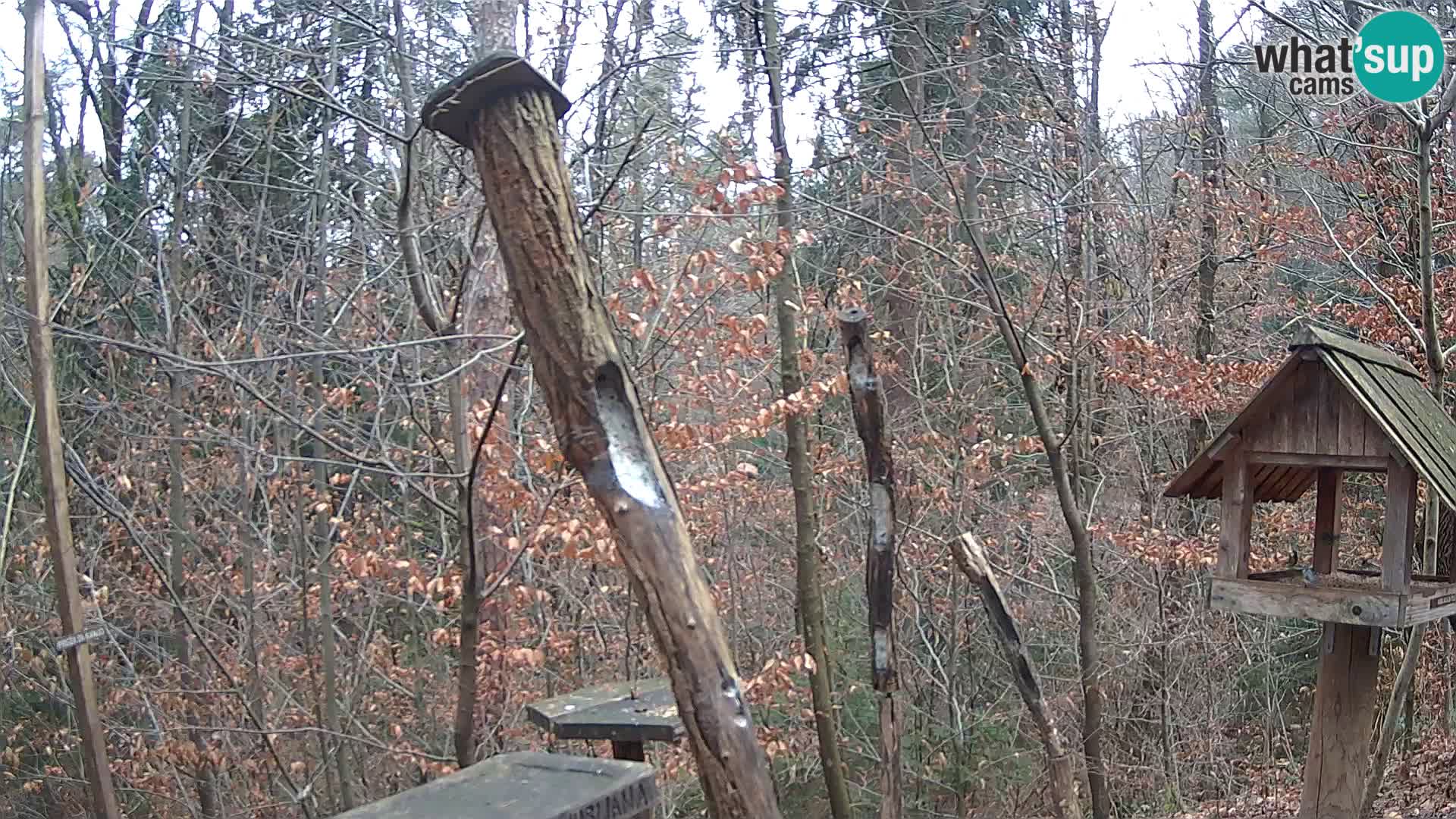 Comederos para pájaros en ZOO Ljubljana camera en vivo