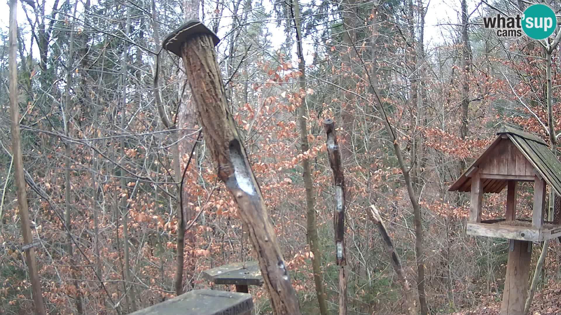 Mangeoires pour oiseaux au ZOO live webcam Ljubljana