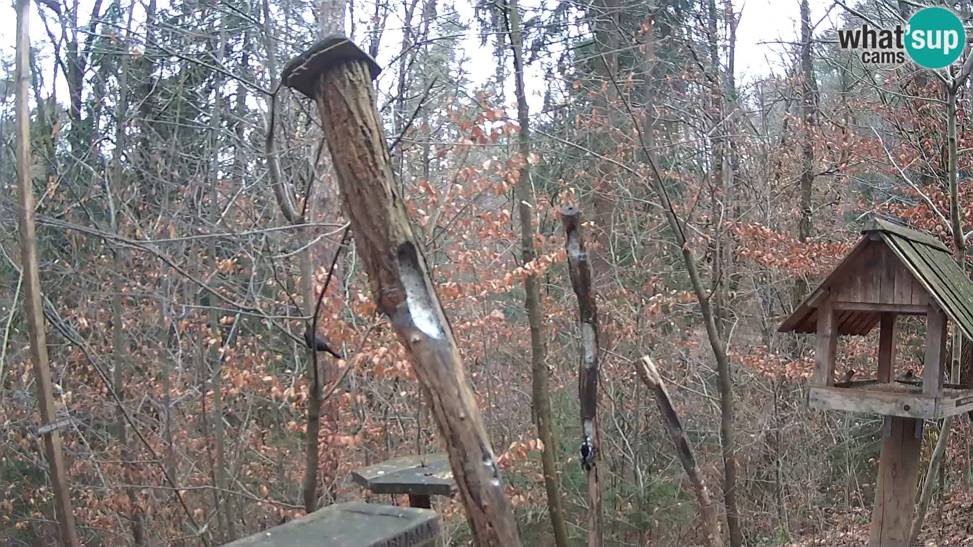 Comederos para pájaros en ZOO Ljubljana camera en vivo