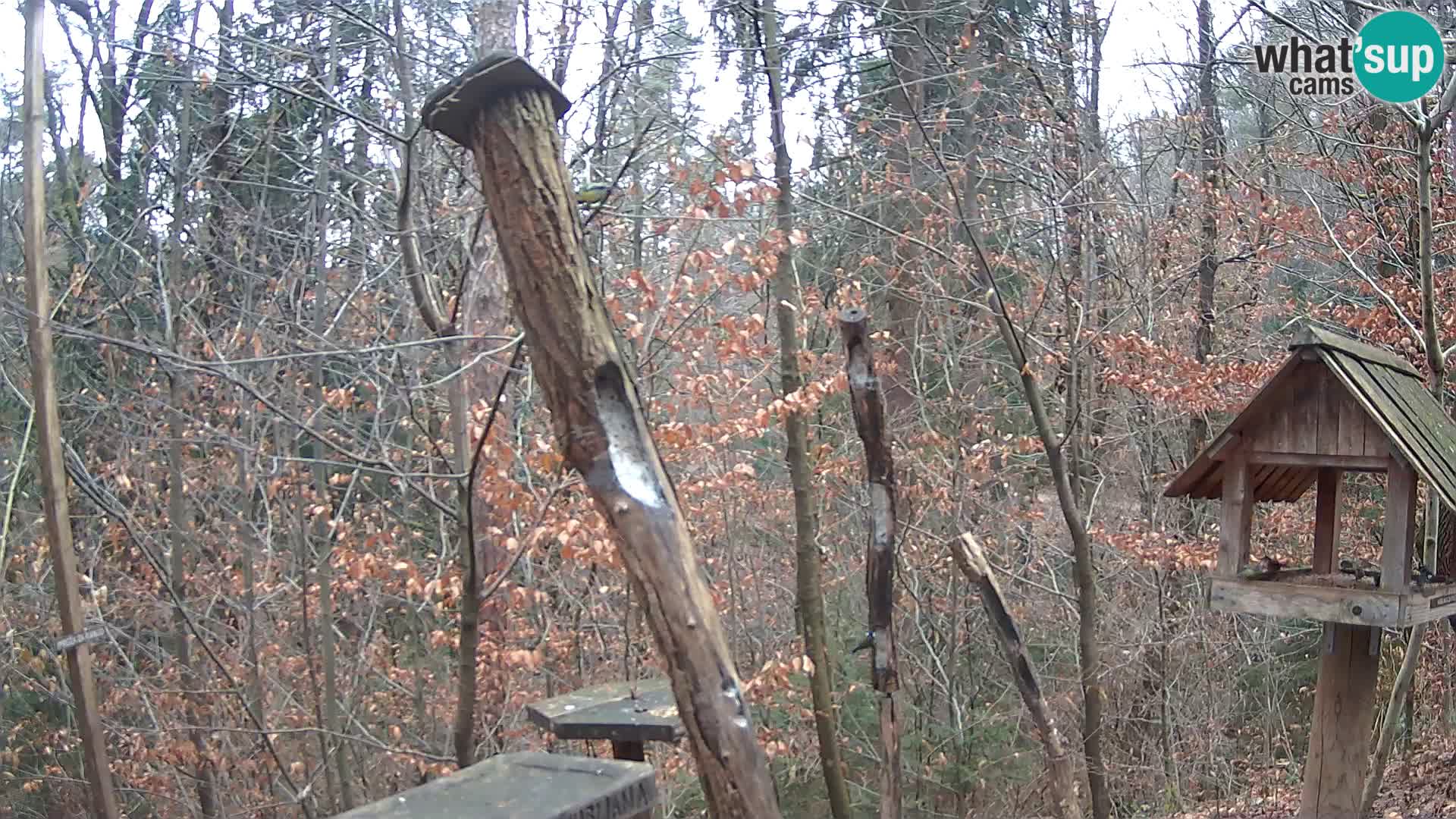 Bird feeders at ZOO Ljubljana webcam