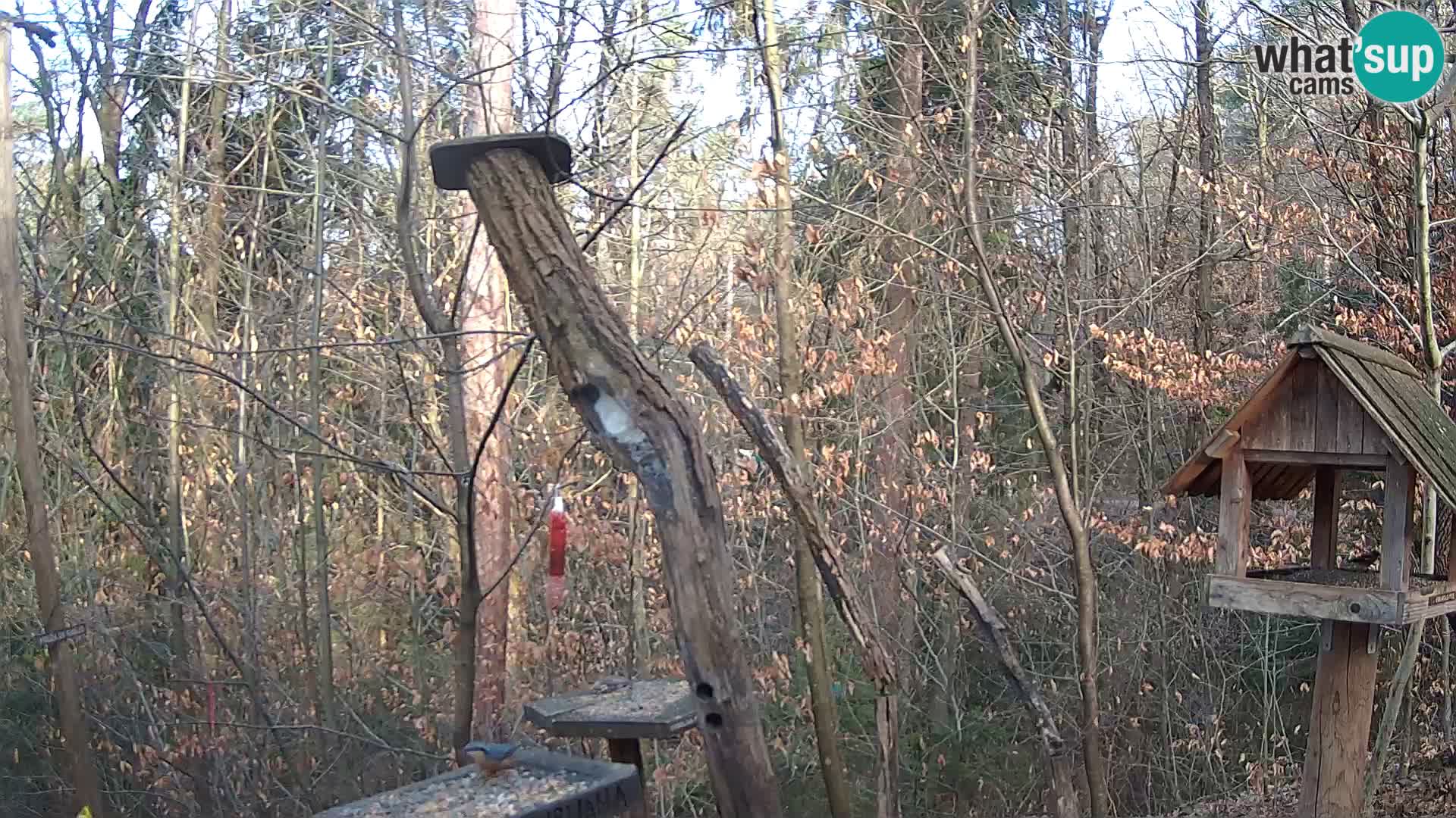 Comederos para pájaros en ZOO Ljubljana camera en vivo