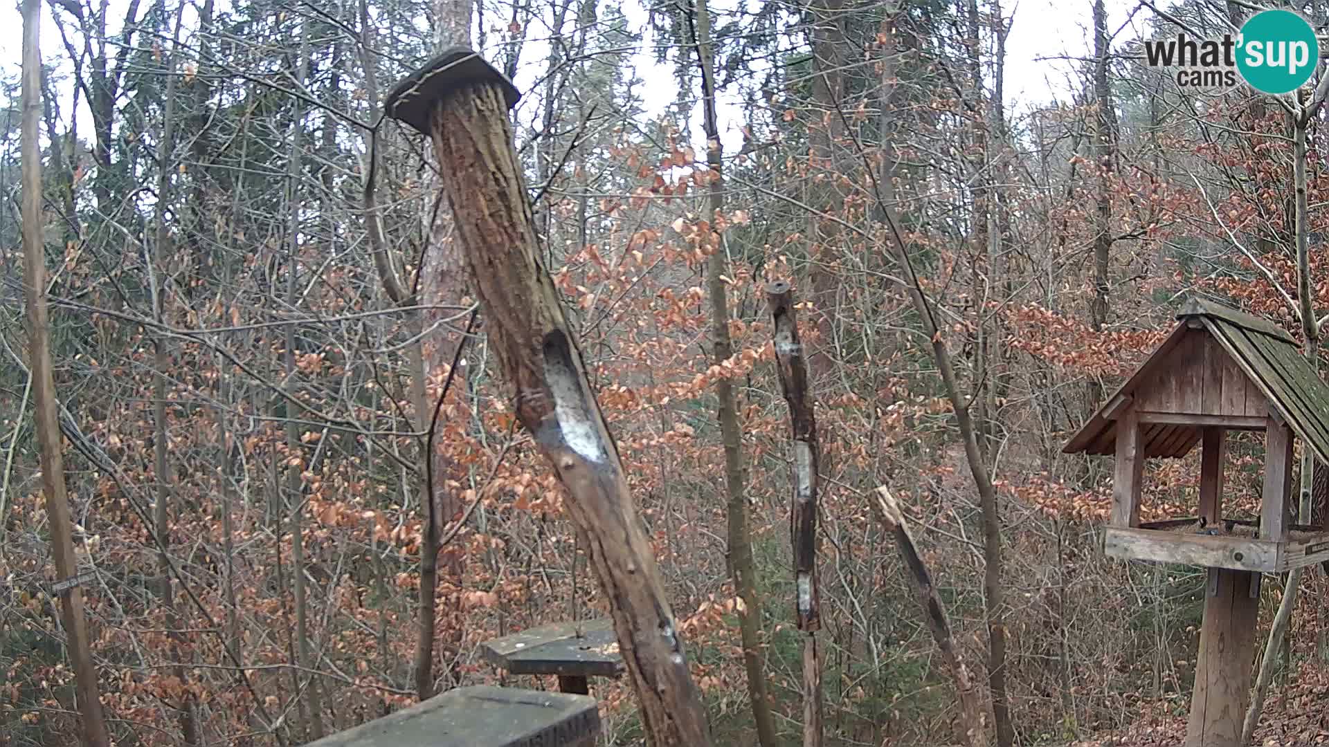 Mangeoires pour oiseaux au ZOO live webcam Ljubljana