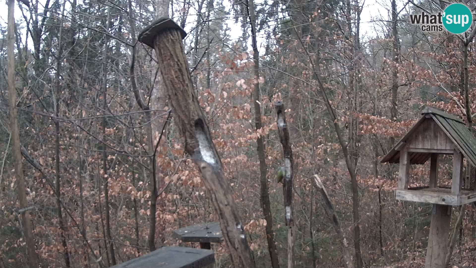 Bird feeders at ZOO Ljubljana webcam