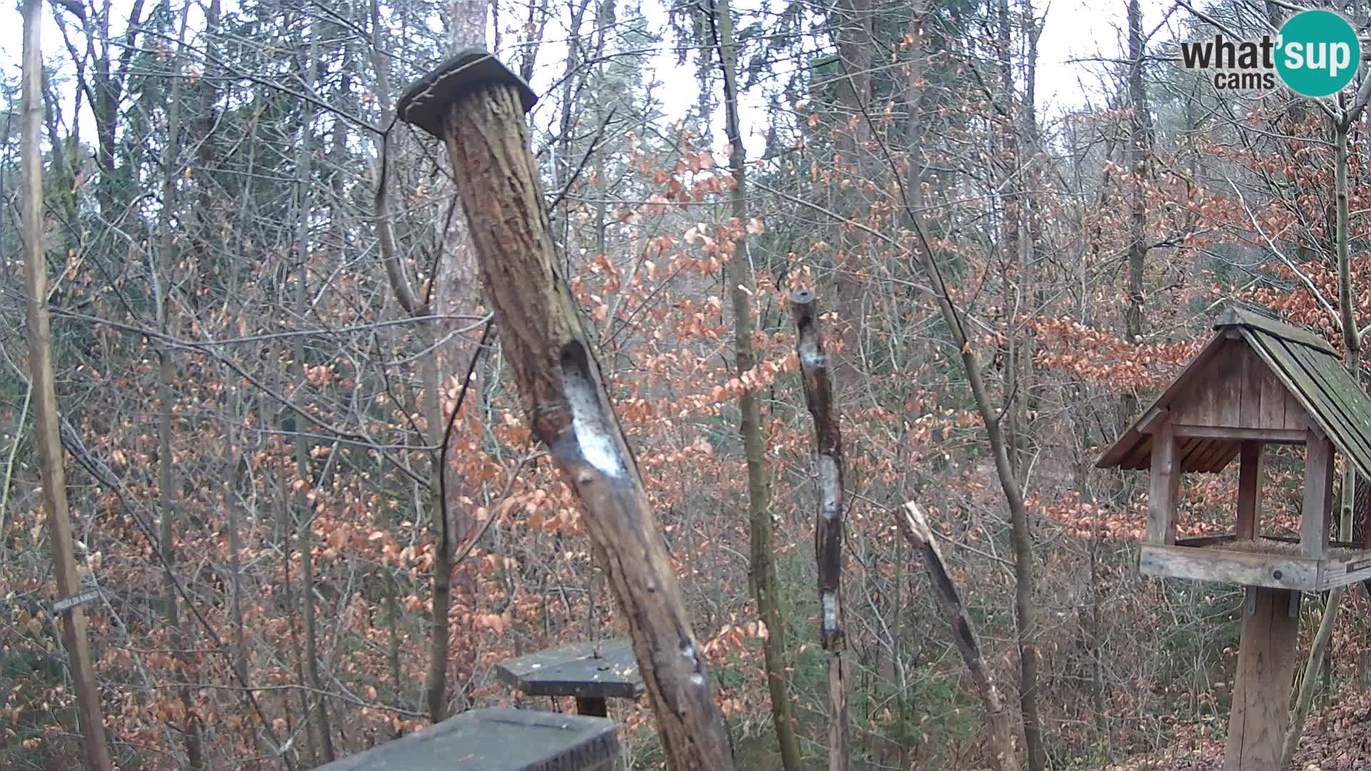 Mangeoires pour oiseaux au ZOO live webcam Ljubljana