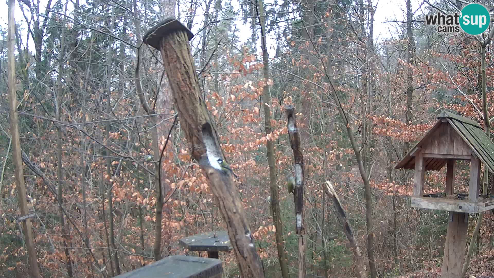 Comederos para pájaros en ZOO Ljubljana camera en vivo