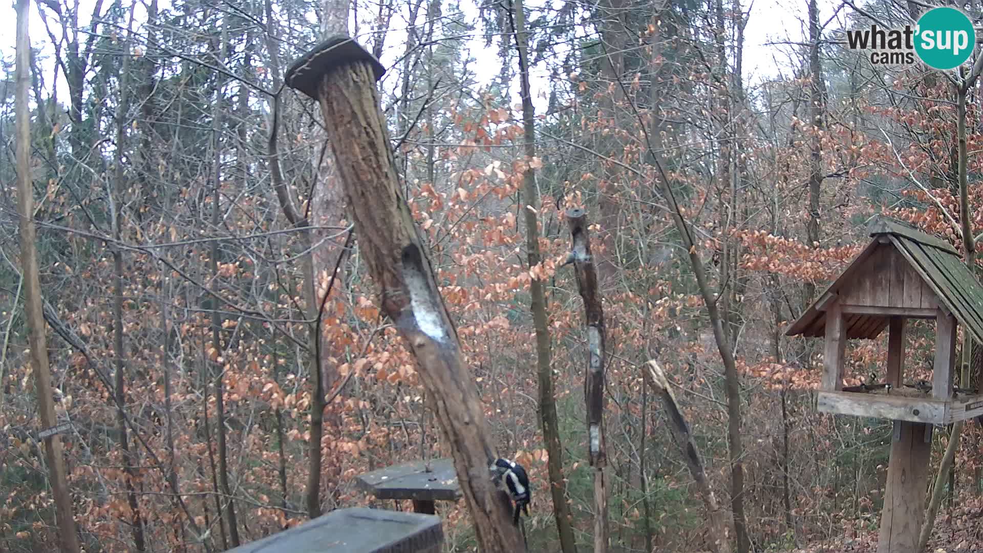 Mangeoires pour oiseaux au ZOO live webcam Ljubljana