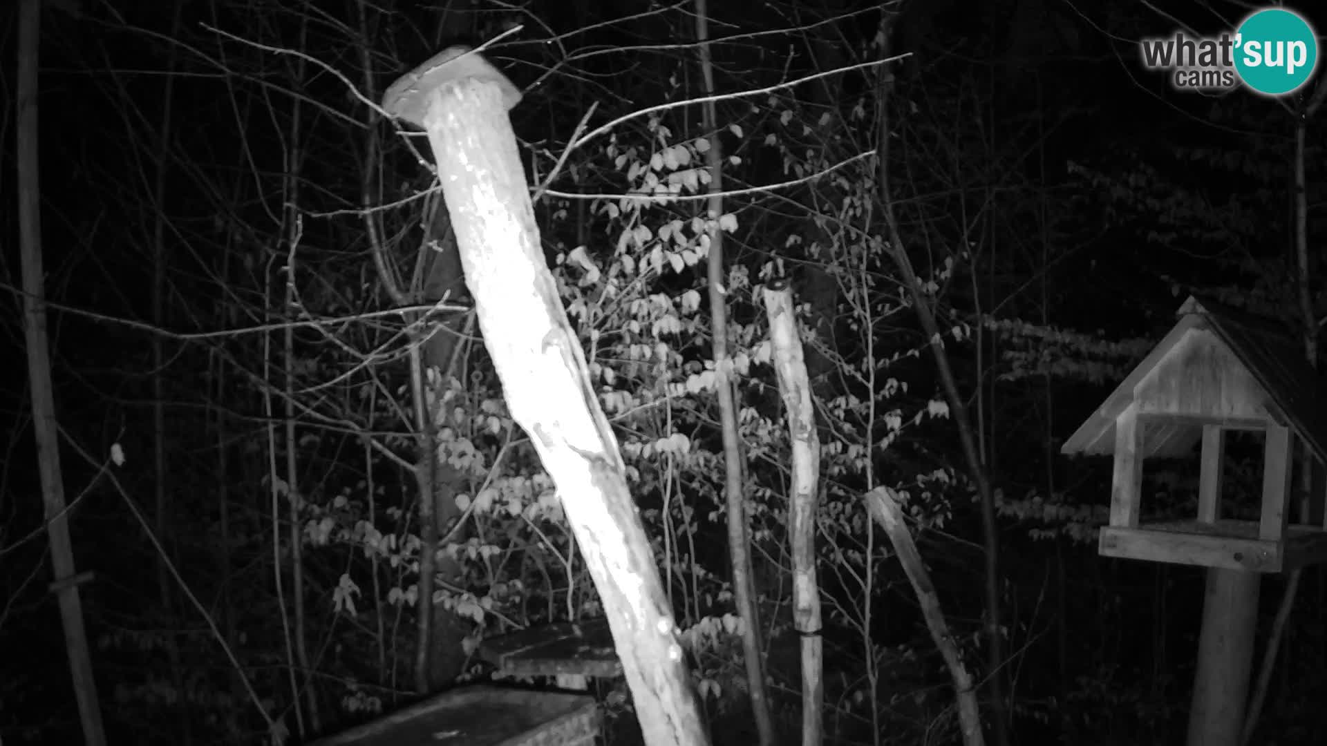 Bird feeders at ZOO Ljubljana webcam