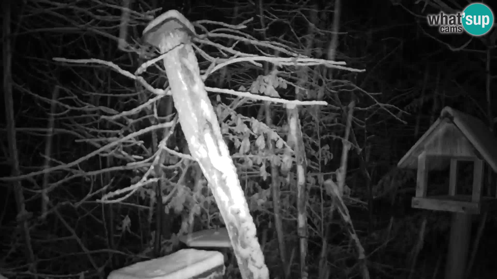 Bird feeders at ZOO Ljubljana webcam