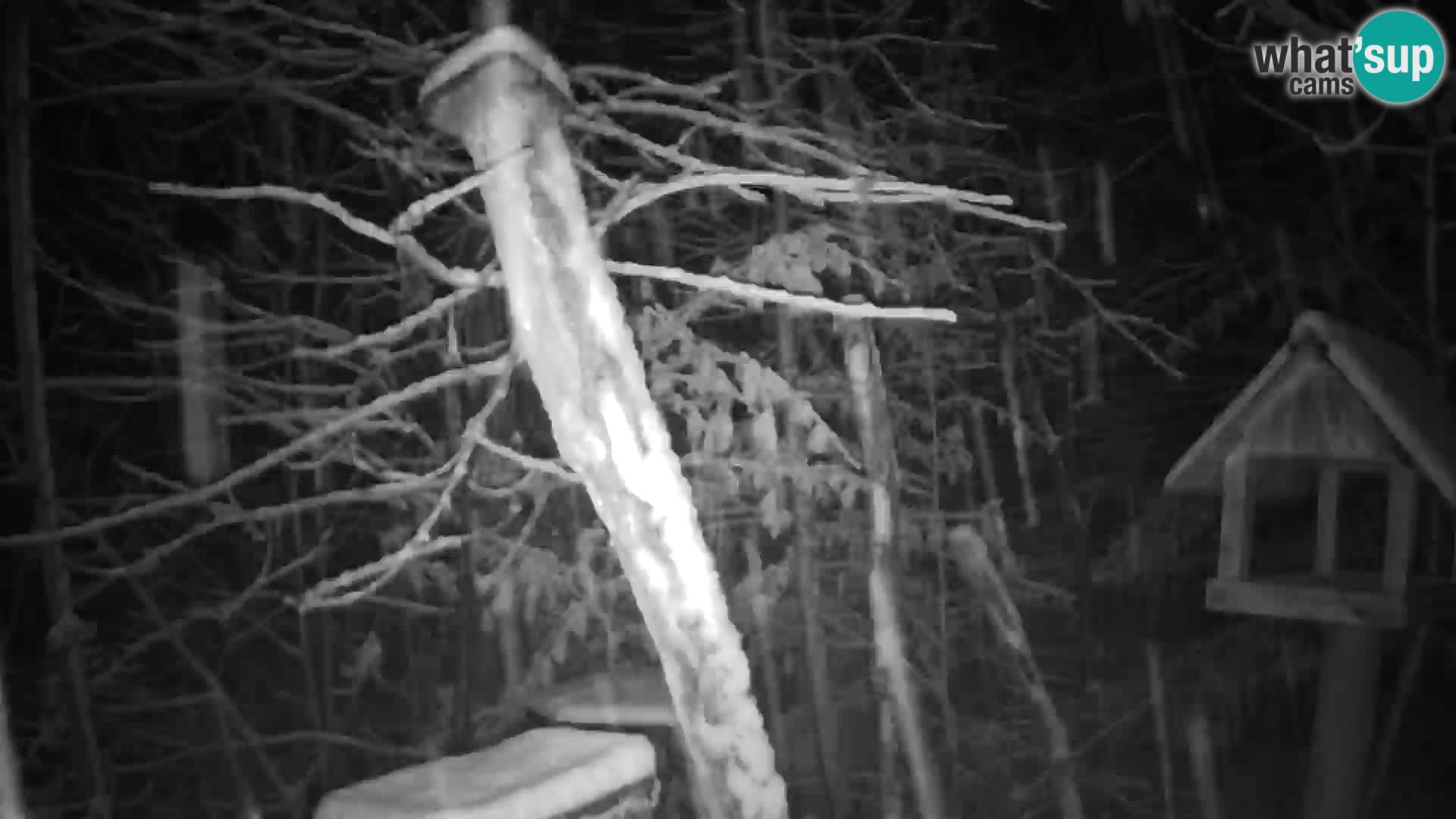 Vogelfutterhäuschen im ZOO webcam Ljubljana