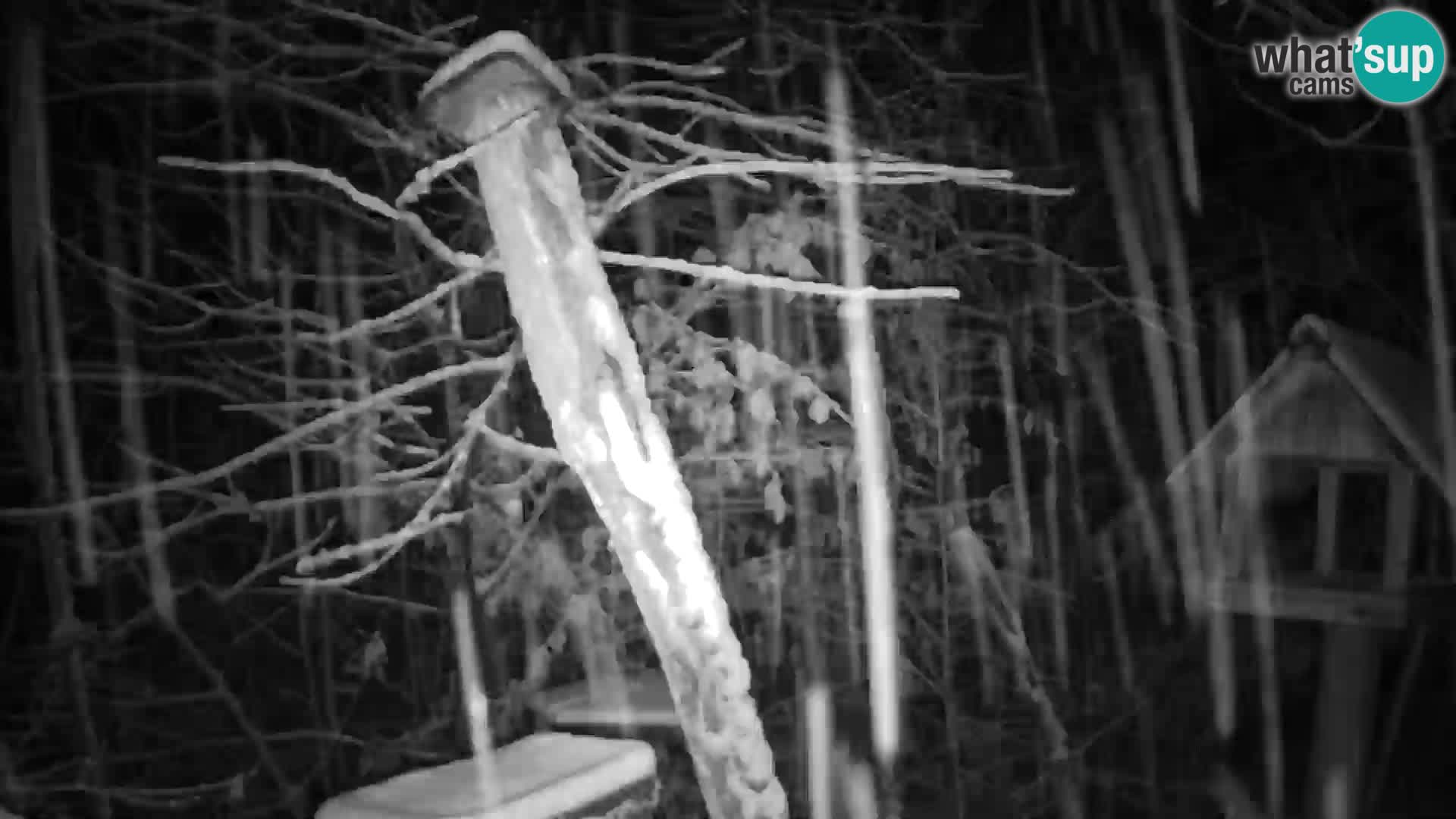 Bird feeders at ZOO Ljubljana webcam